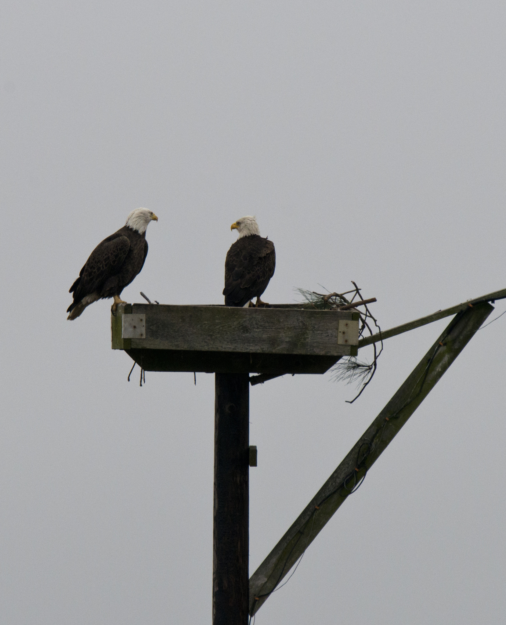 Nikon D800 + Nikon AF-S Nikkor 500mm F4G ED VR sample photo. Pair of eagles photography