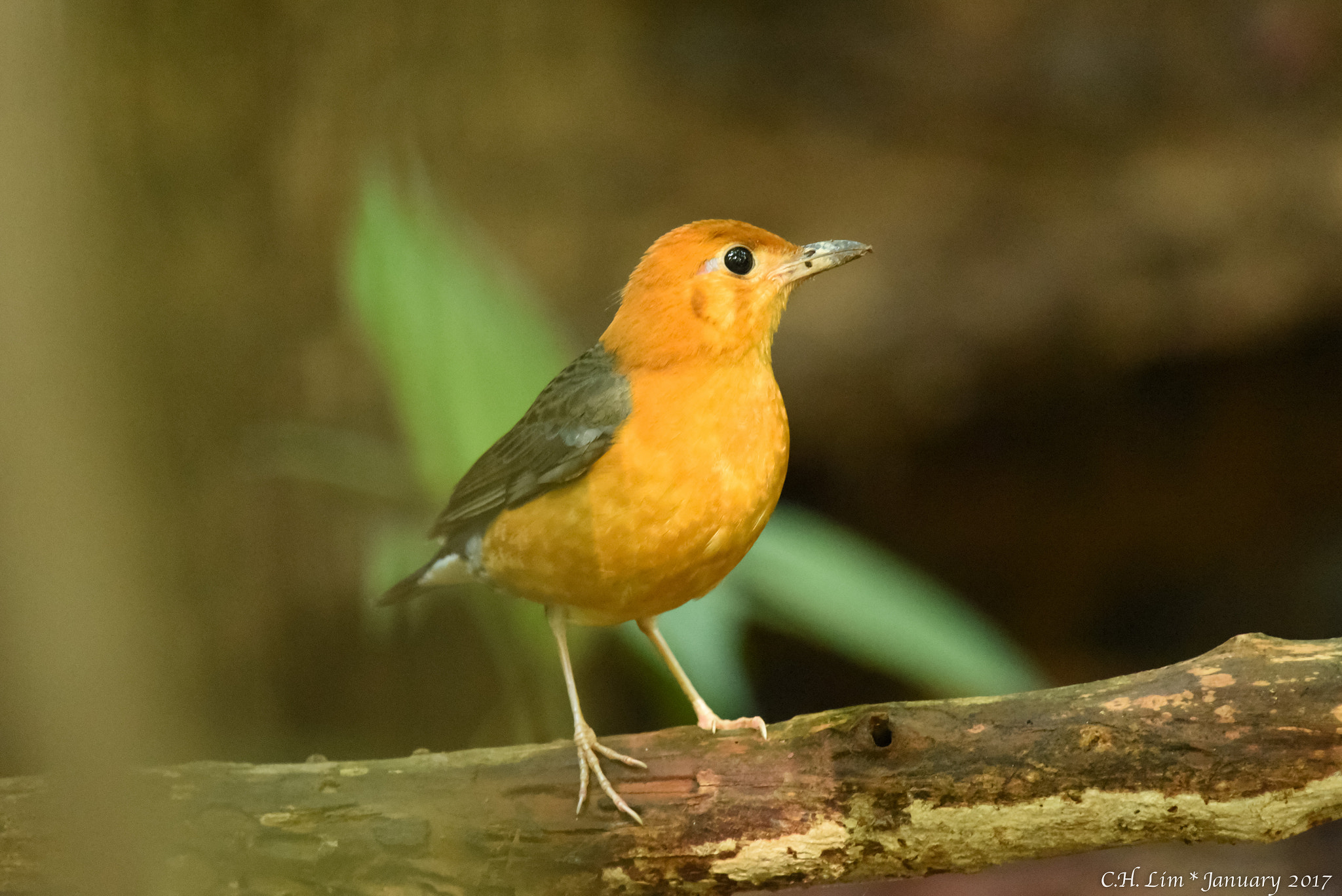 Nikon Nikkor AF-S 300mm F4E PF ED VR sample photo. Orange headed thrush photography