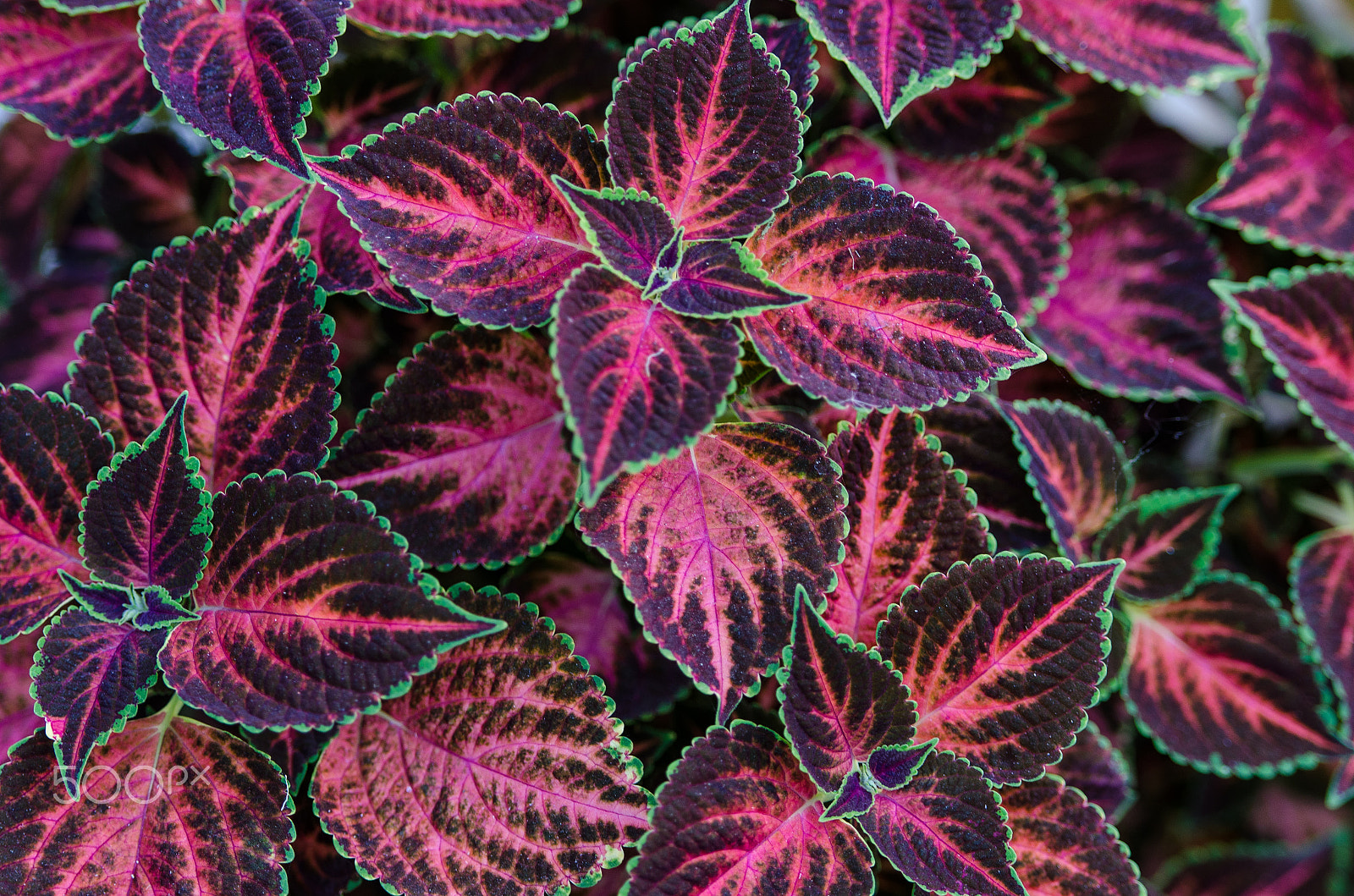 Nikon AF-S Nikkor 70-200mm F2.8G ED VR II sample photo. Nature's art photography