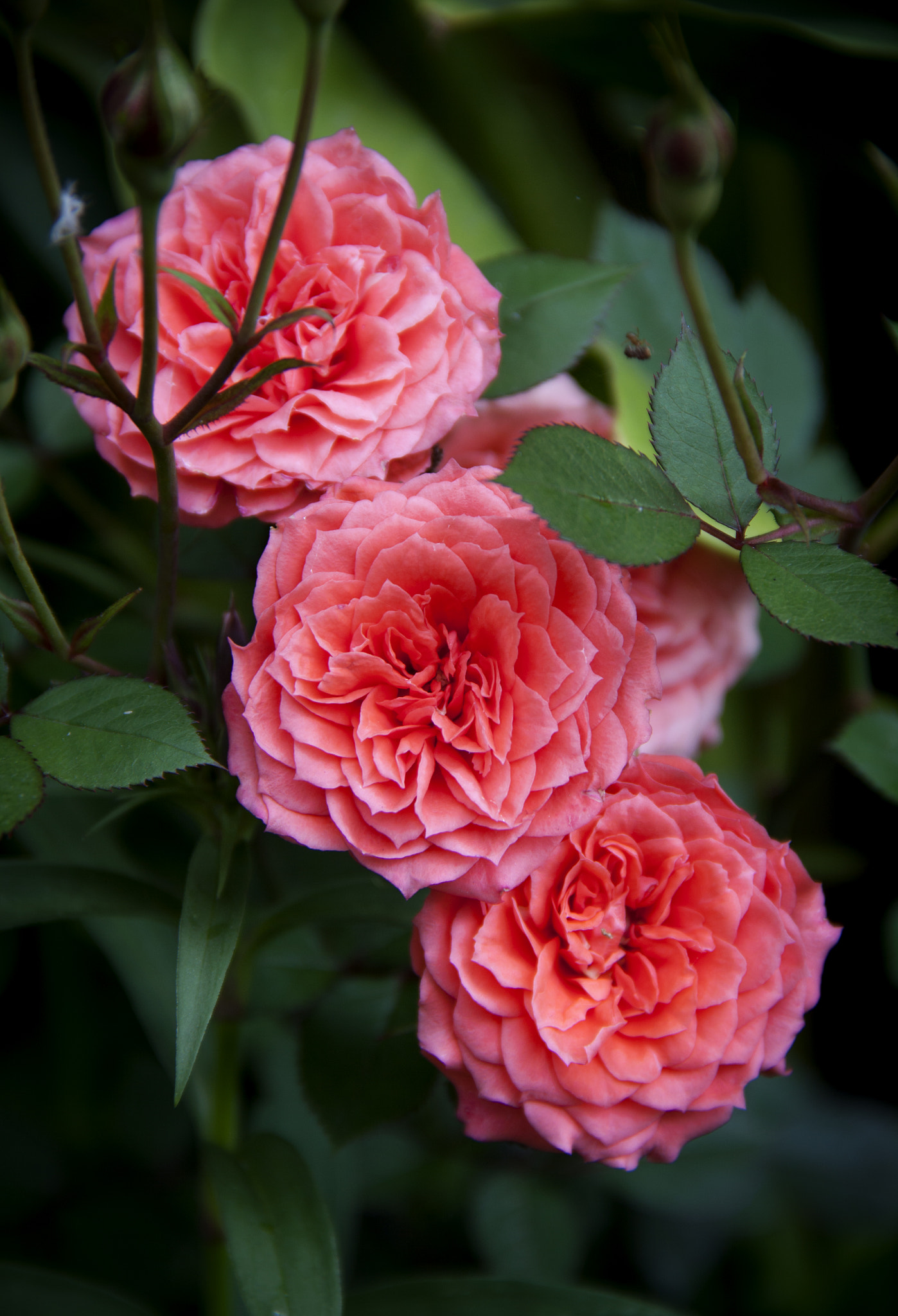 Canon EOS 50D sample photo. Roses photography