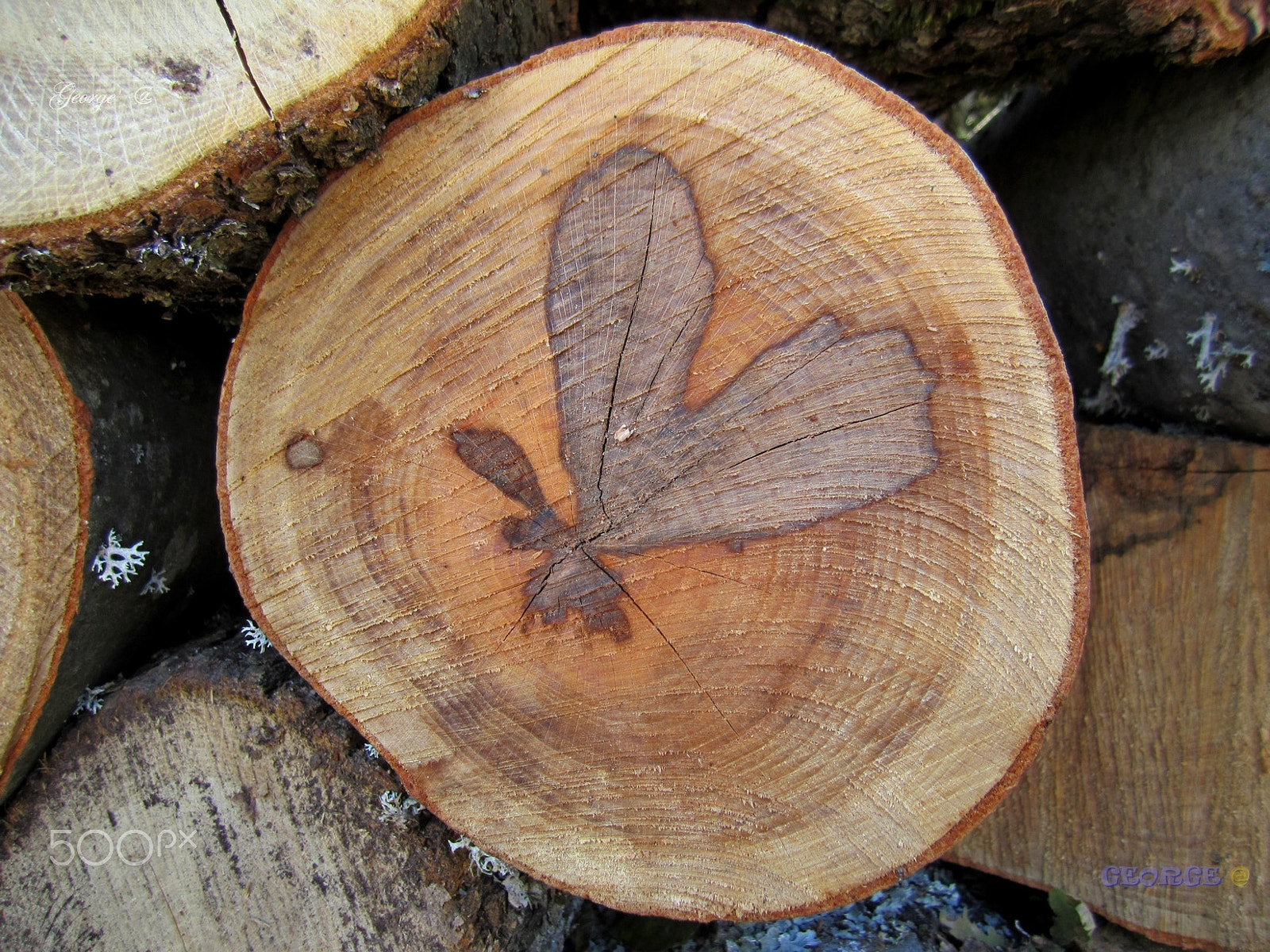 Canon PowerShot SD1400 IS (IXUS 130 / IXY 400F) sample photo. Wood natural art primitive log love from tree photography