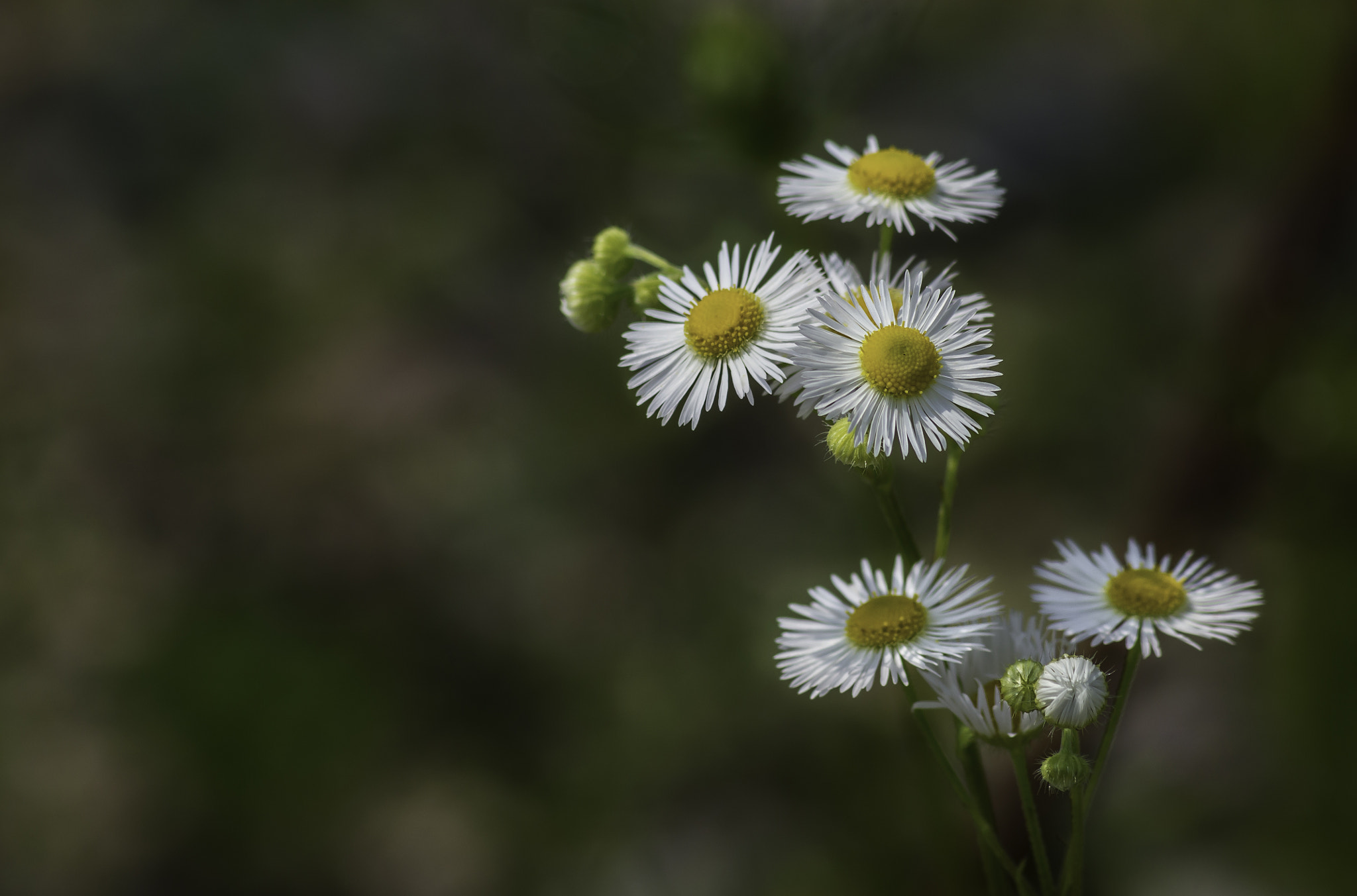 Canon EF 75-300mm F4.0-5.6 IS USM sample photo. Daisy fleabane photography