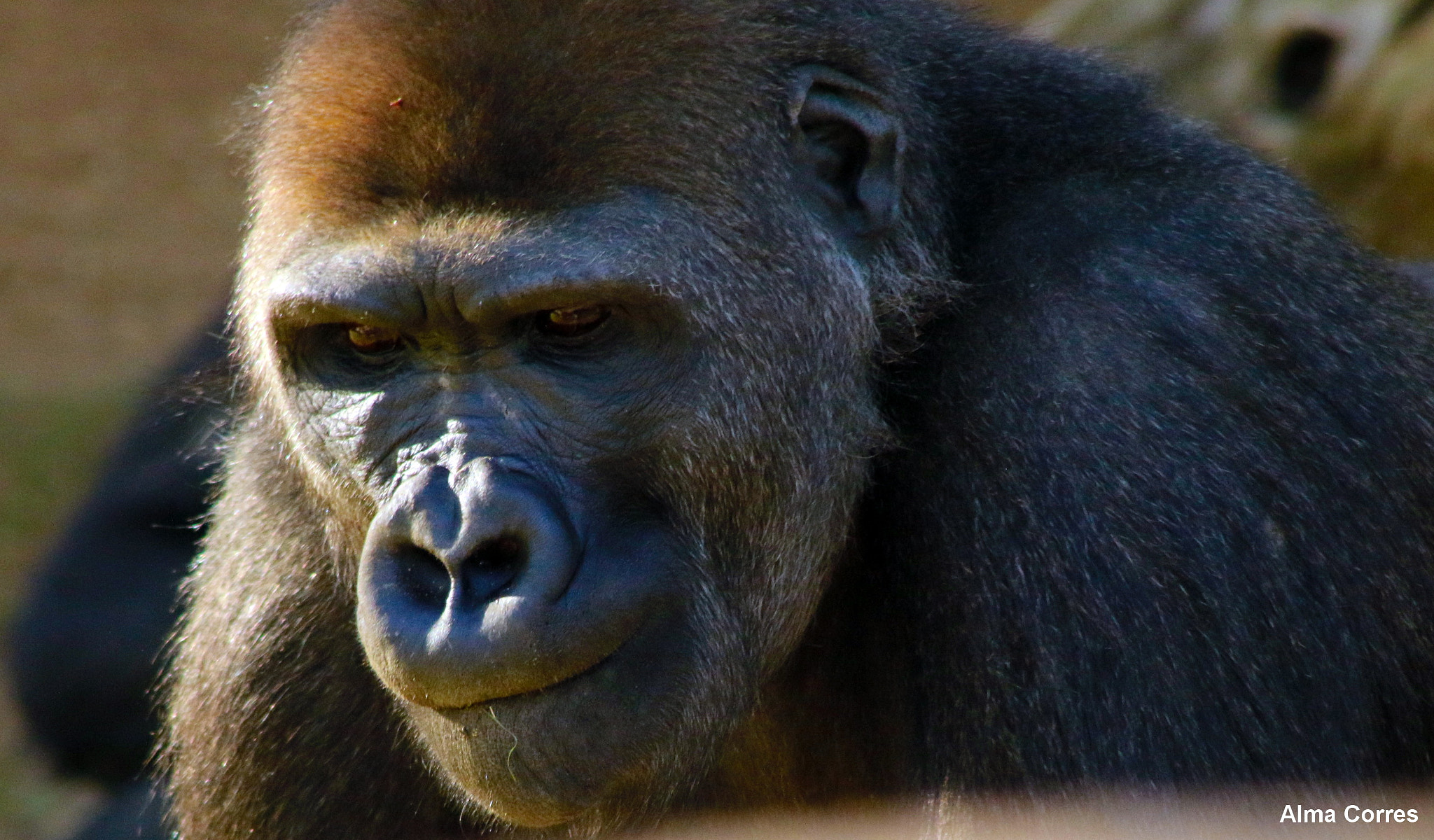 Canon EF 75-300mm f/4-5.6 USM sample photo. Gentle giant photography