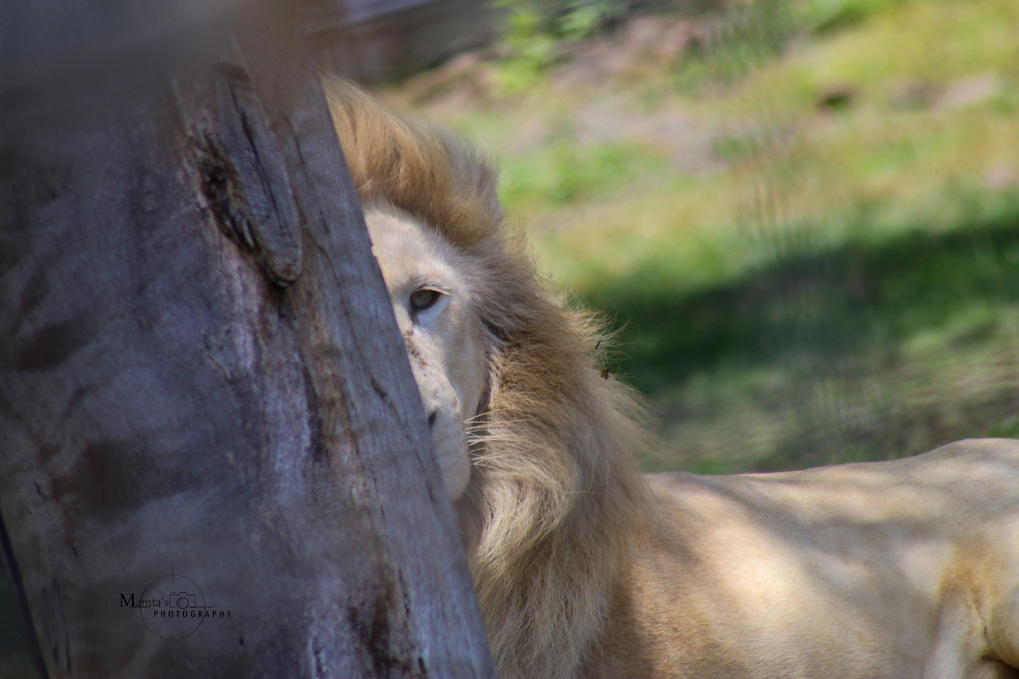 Canon EF 75-300mm f/4-5.6 USM sample photo. Img photography