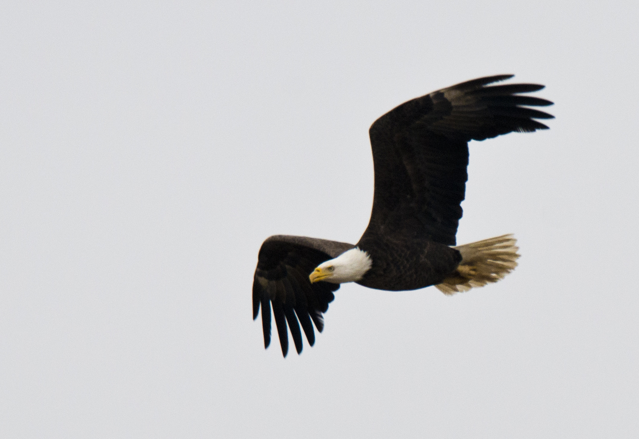 Nikon D800 + Nikon AF-S Nikkor 500mm F4G ED VR sample photo. Bald eagle in flight photography