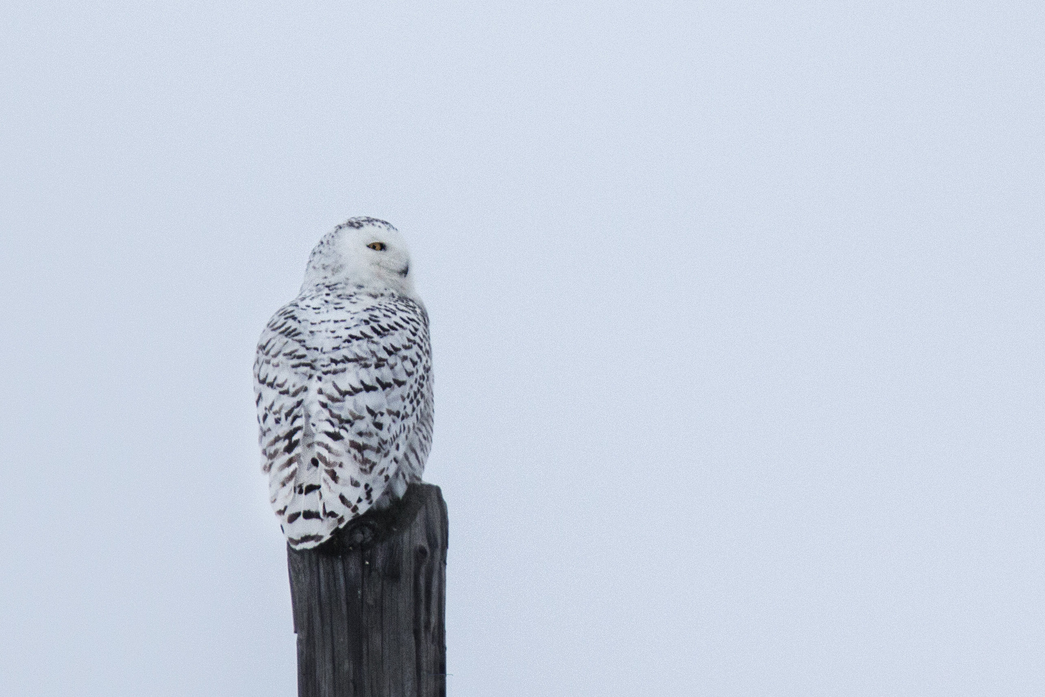 Canon EF 300mm F4L IS USM sample photo. Harfang des neiges photography