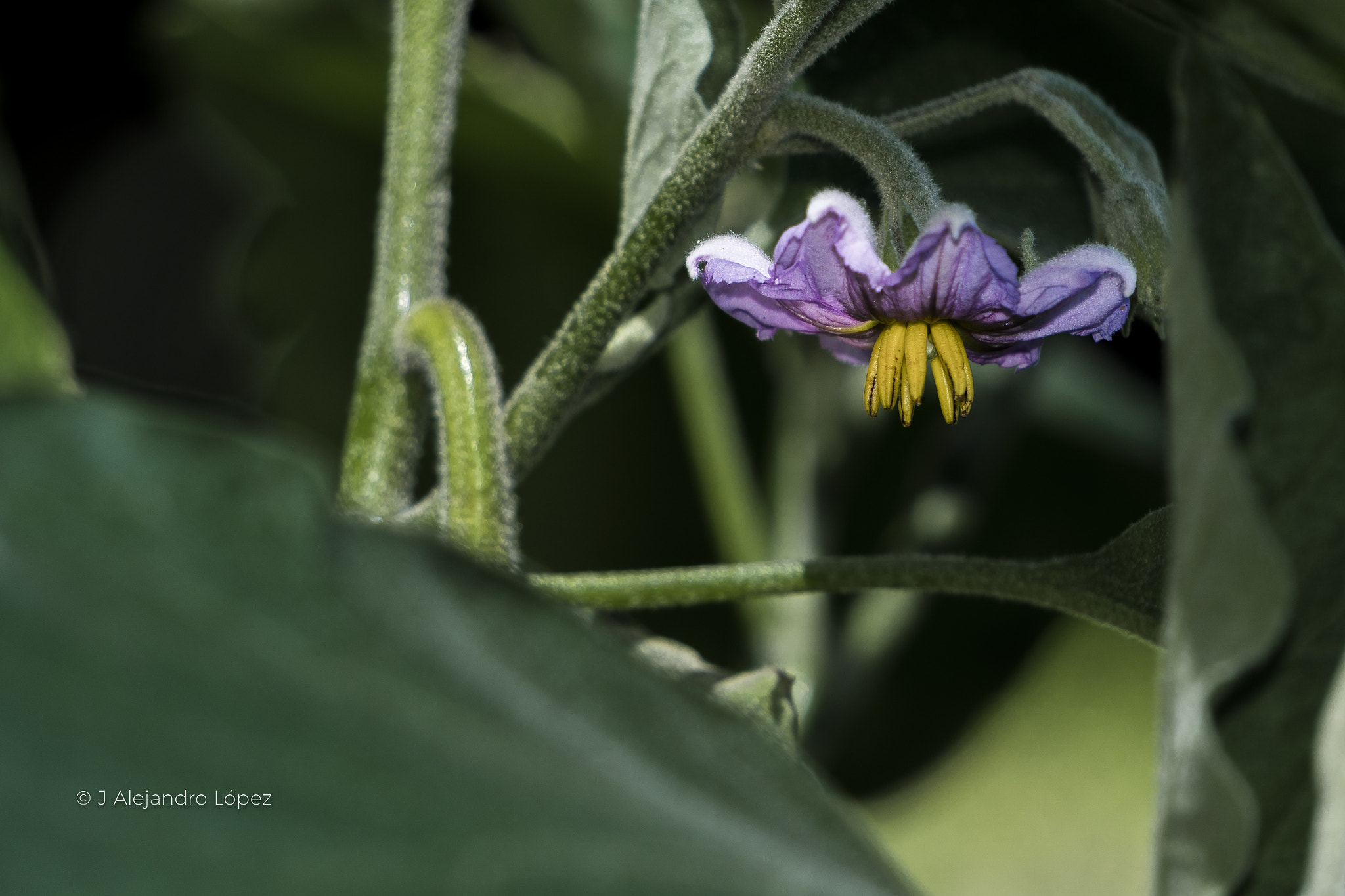 Sony a6300 + Sony E 55-210mm F4.5-6.3 OSS sample photo. Bells natural 2-8 photography