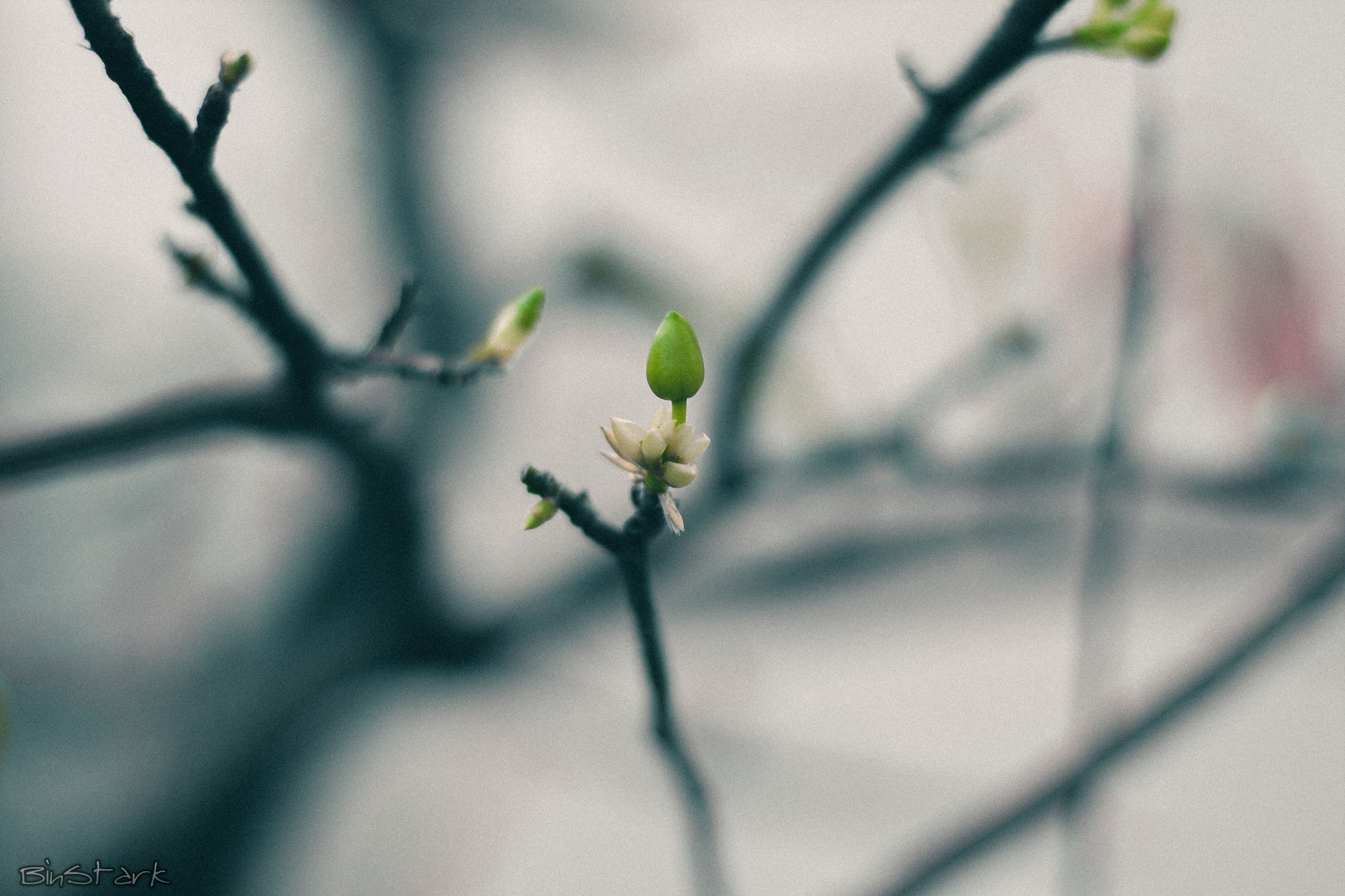 Canon EOS 40D sample photo. Flower buds photography