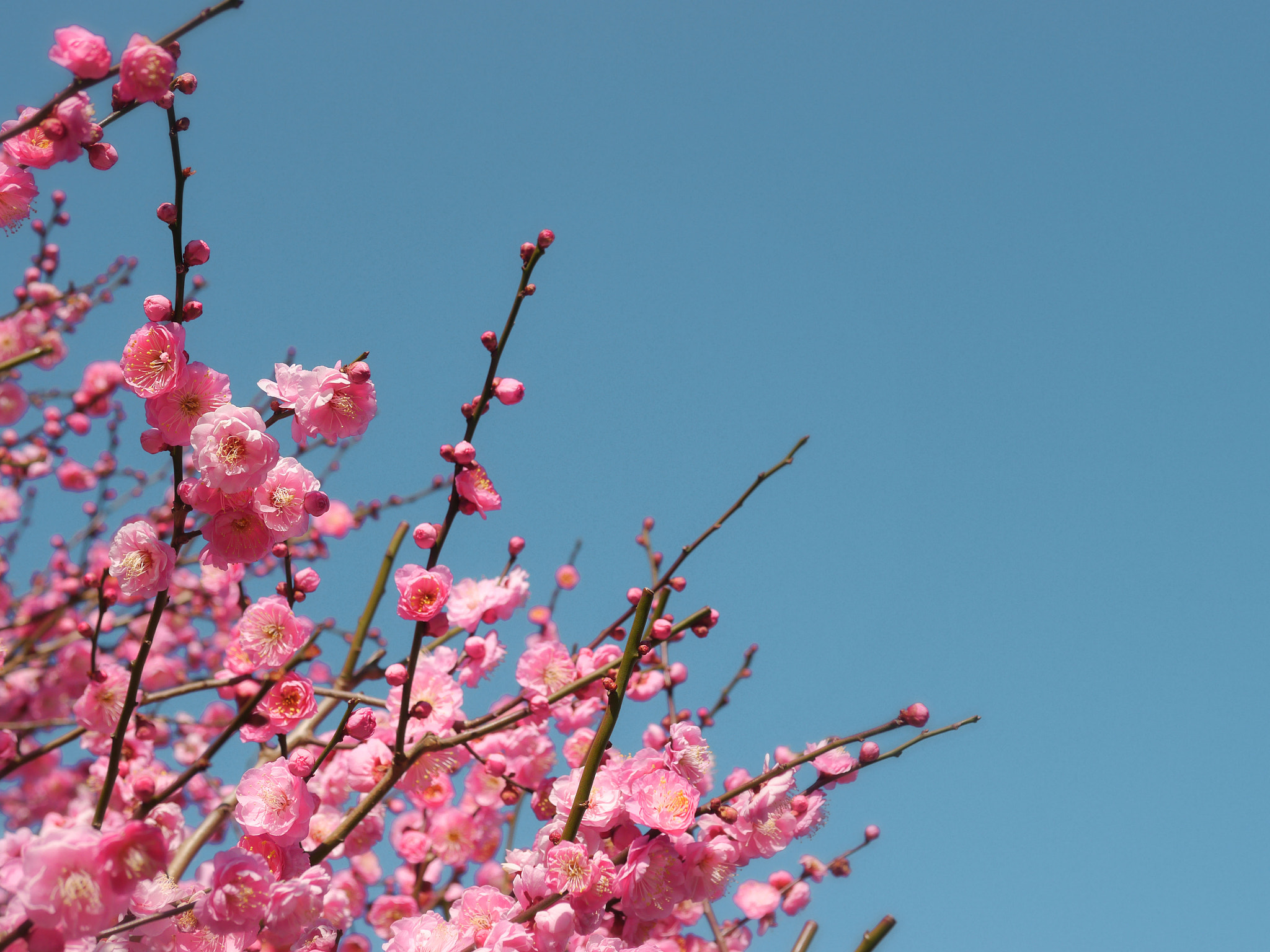 Panasonic Lumix DMC-G5 + Panasonic Leica DG Summilux 25mm F1.4 II ASPH sample photo. Japanese apricot photography