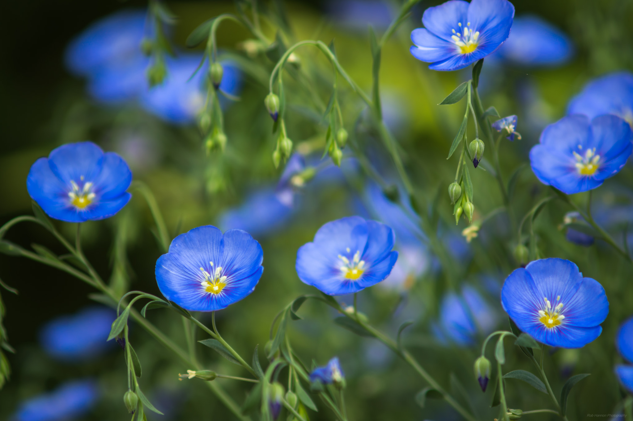 Sony SLT-A77 + Minolta AF 70-210mm F4 Macro sample photo. Blue flax photography