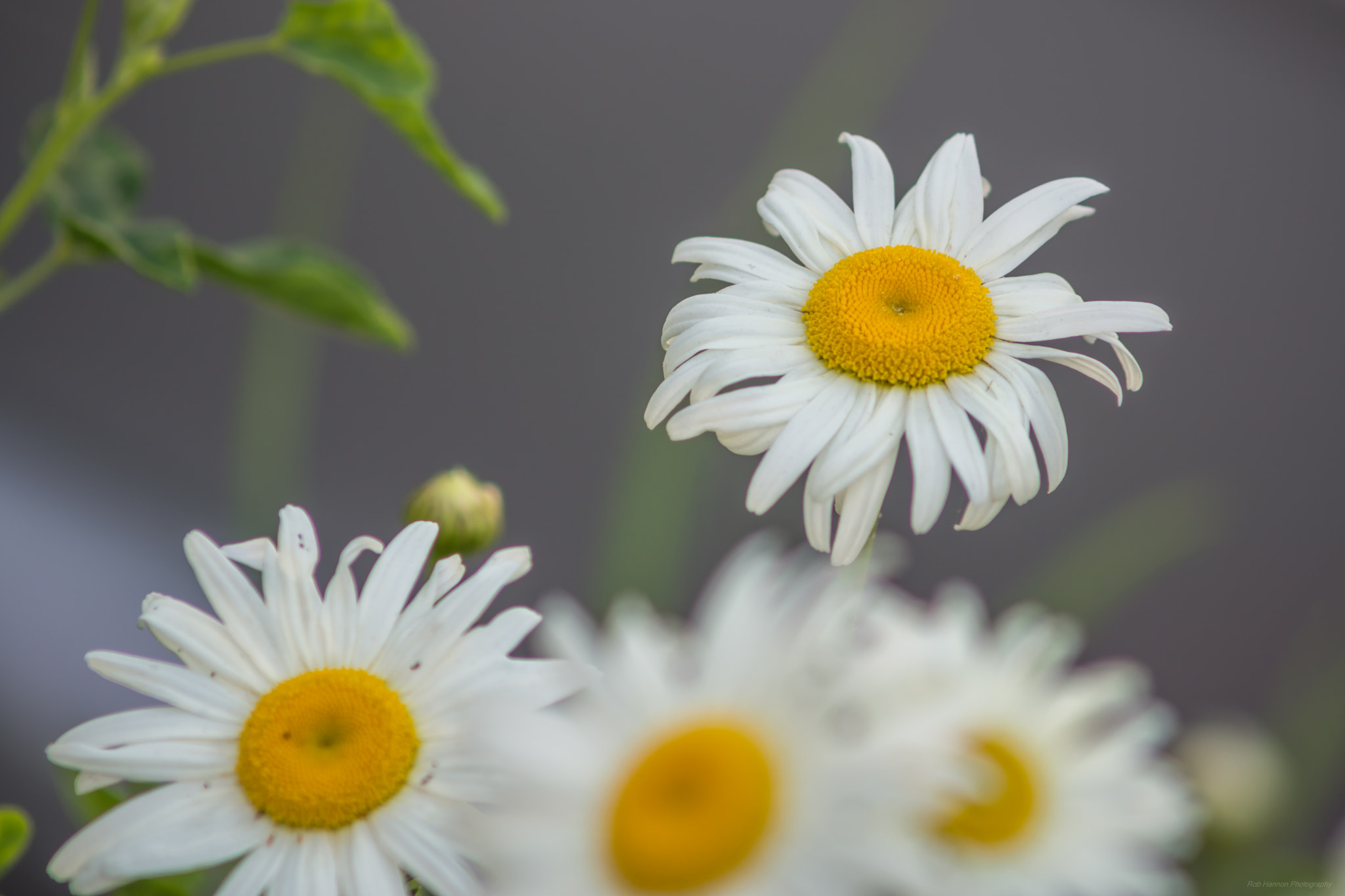 Sony SLT-A77 + Minolta AF 70-210mm F4 Macro sample photo. White stars photography