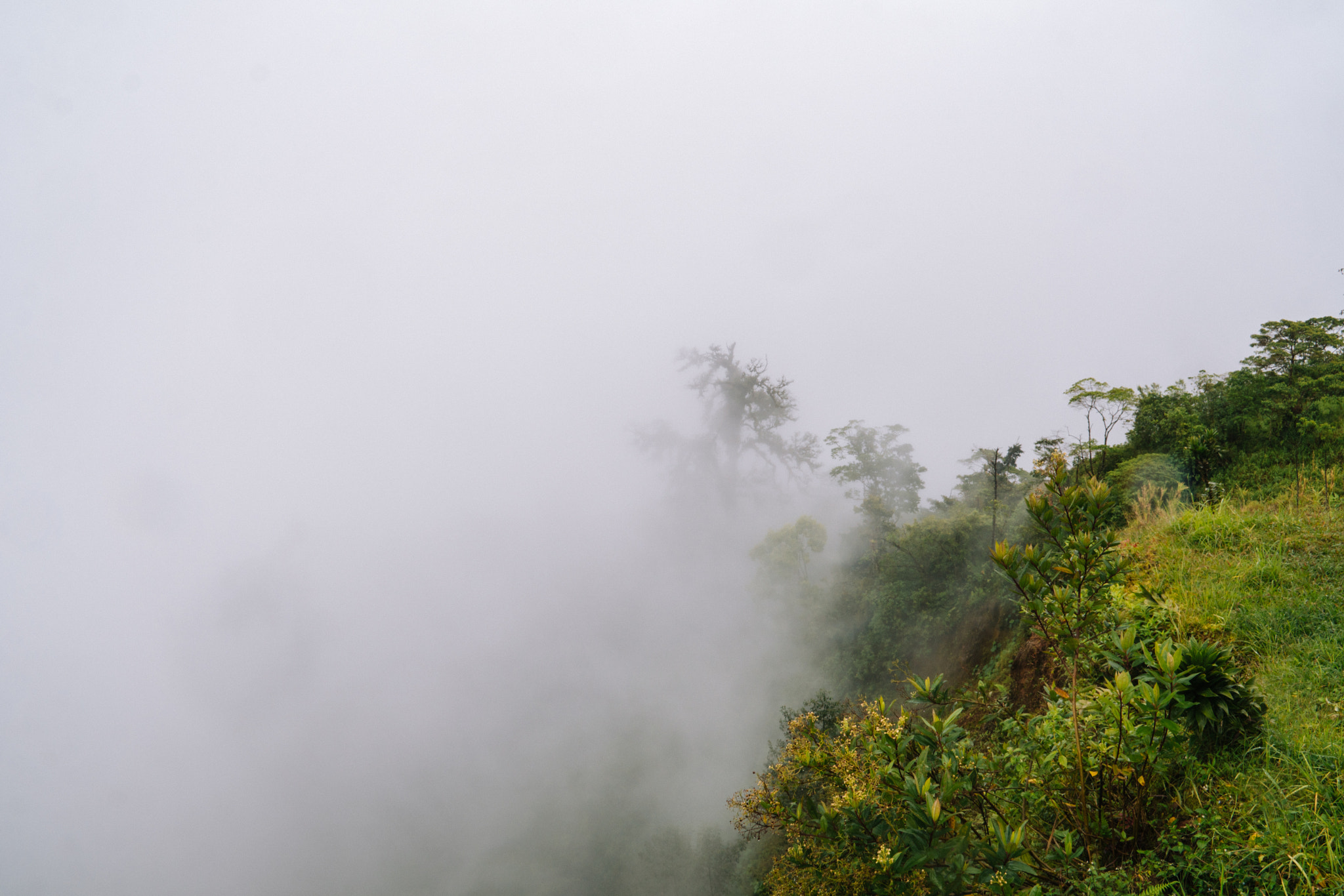Sony a6300 sample photo. Rainforest fog photography