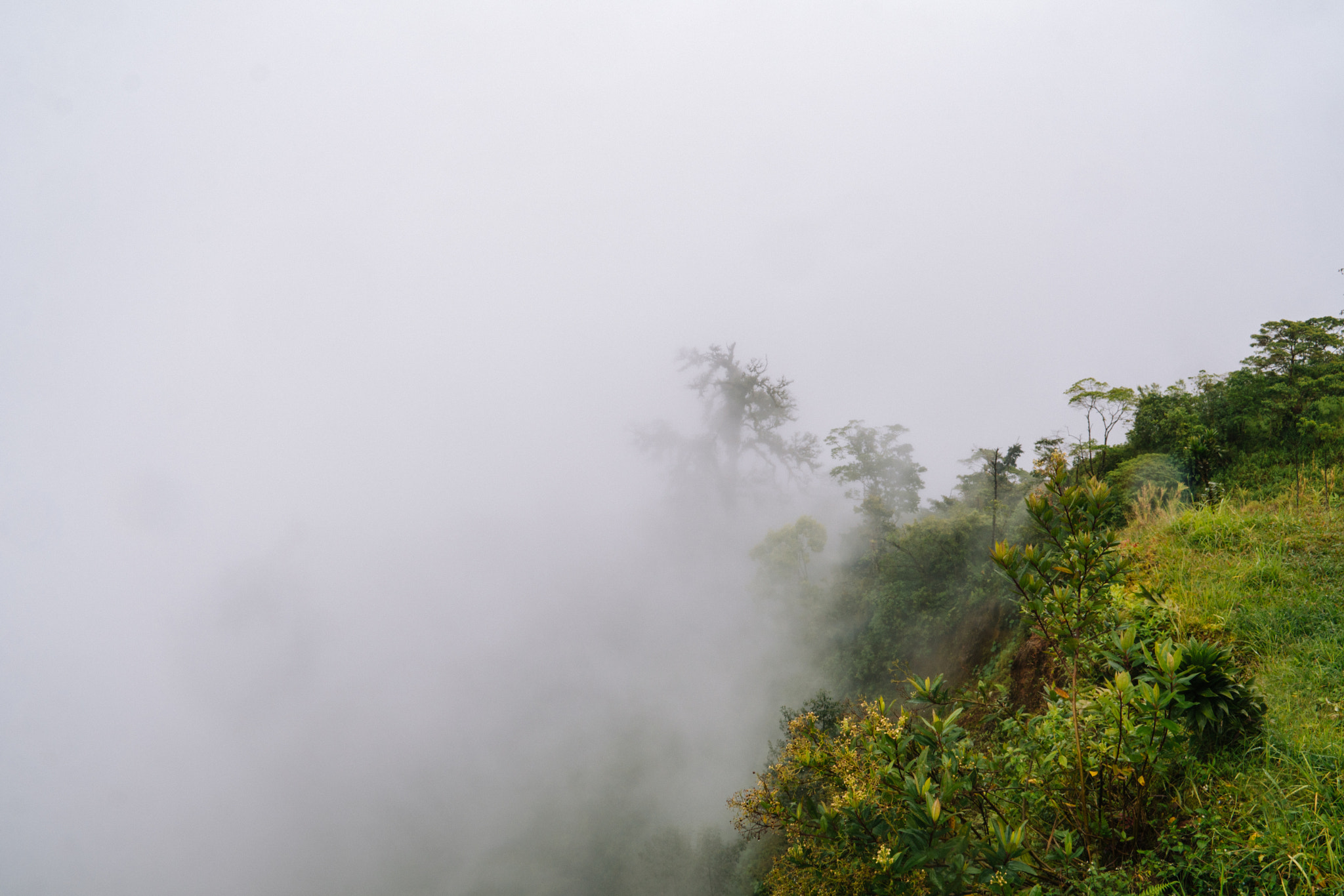 Sony E 18-200mm F3.5-6.3 OSS sample photo. Rainforest fog photography
