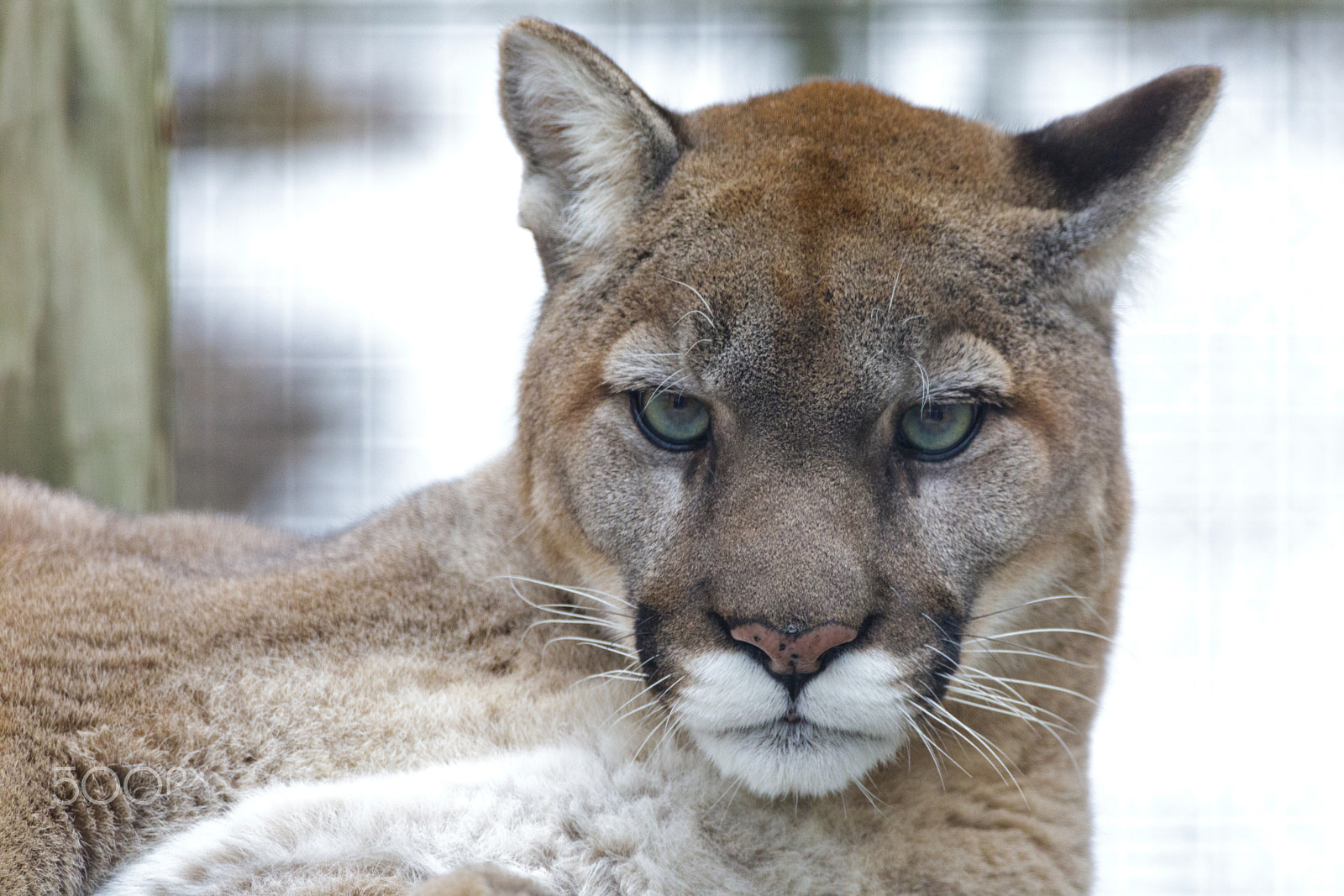 150-600mm F5-6.3 DG OS HSM | Contemporary 015 sample photo. 20170114- toronto zoo - january 2017 0190.jpg photography