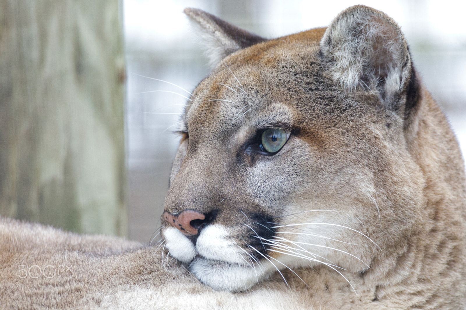 150-600mm F5-6.3 DG OS HSM | Contemporary 015 sample photo. 20170114- toronto zoo - january 2017 0217.jpg photography