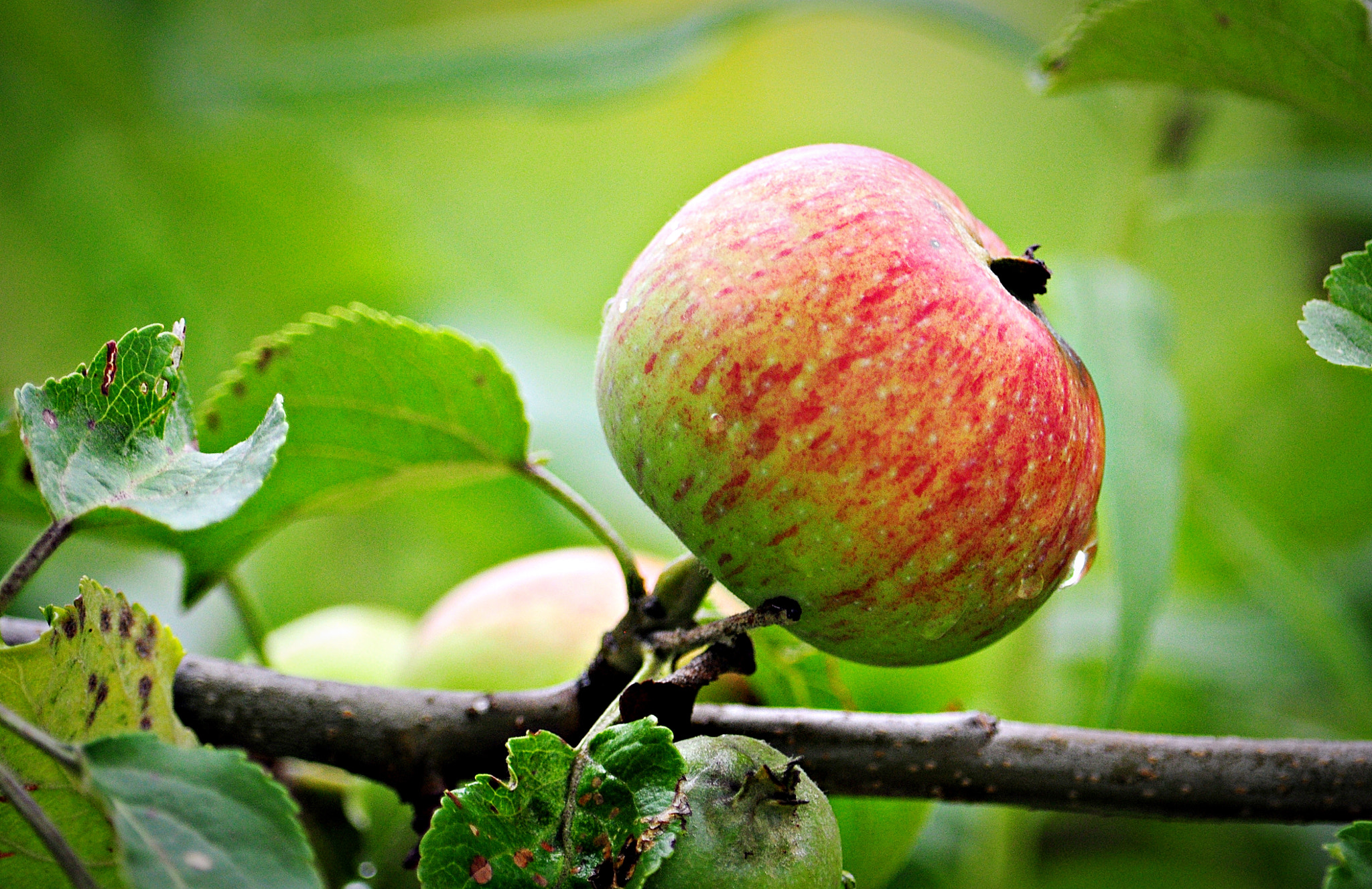Nikon D5000 sample photo. Delicious looking apple photography