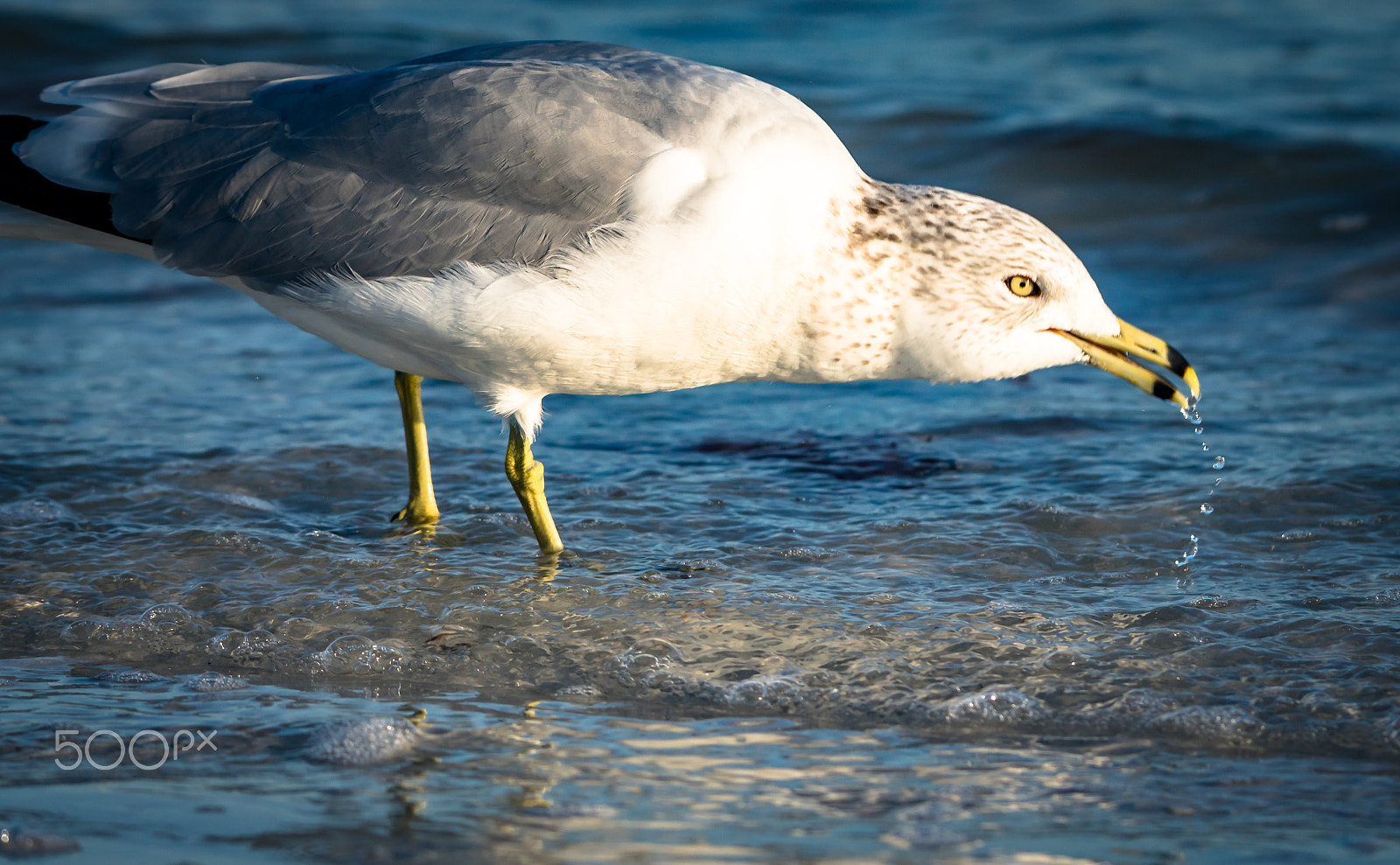 Sony ILCA-77M2 + Tamron SP 150-600mm F5-6.3 Di VC USD sample photo. Thirsty seagull photography