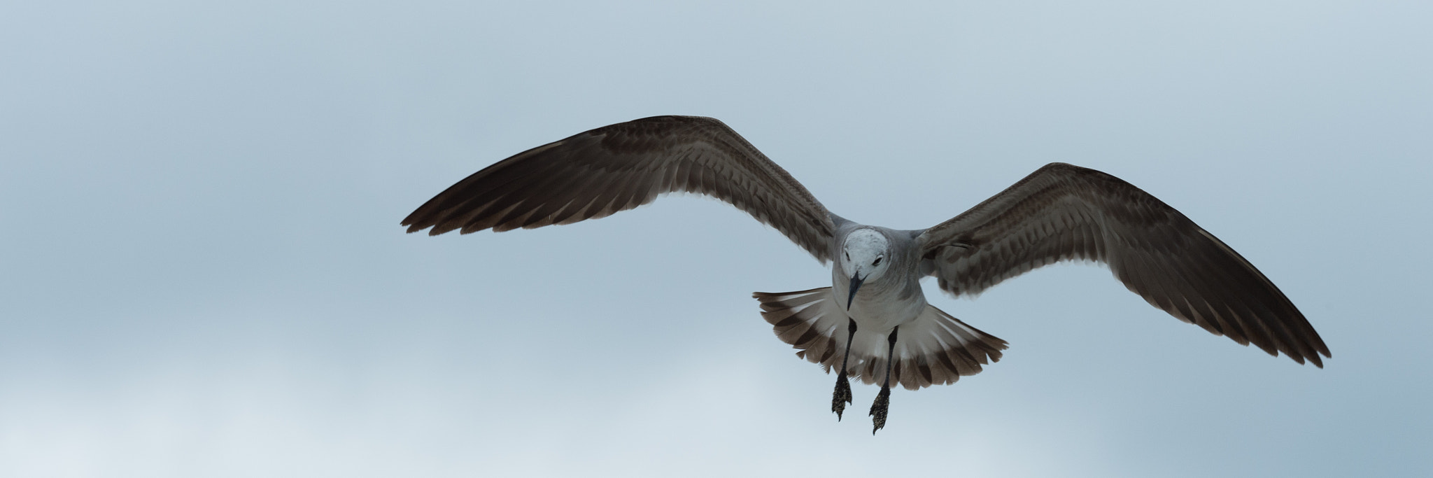 Nikon D4S sample photo. Laughing gull photography