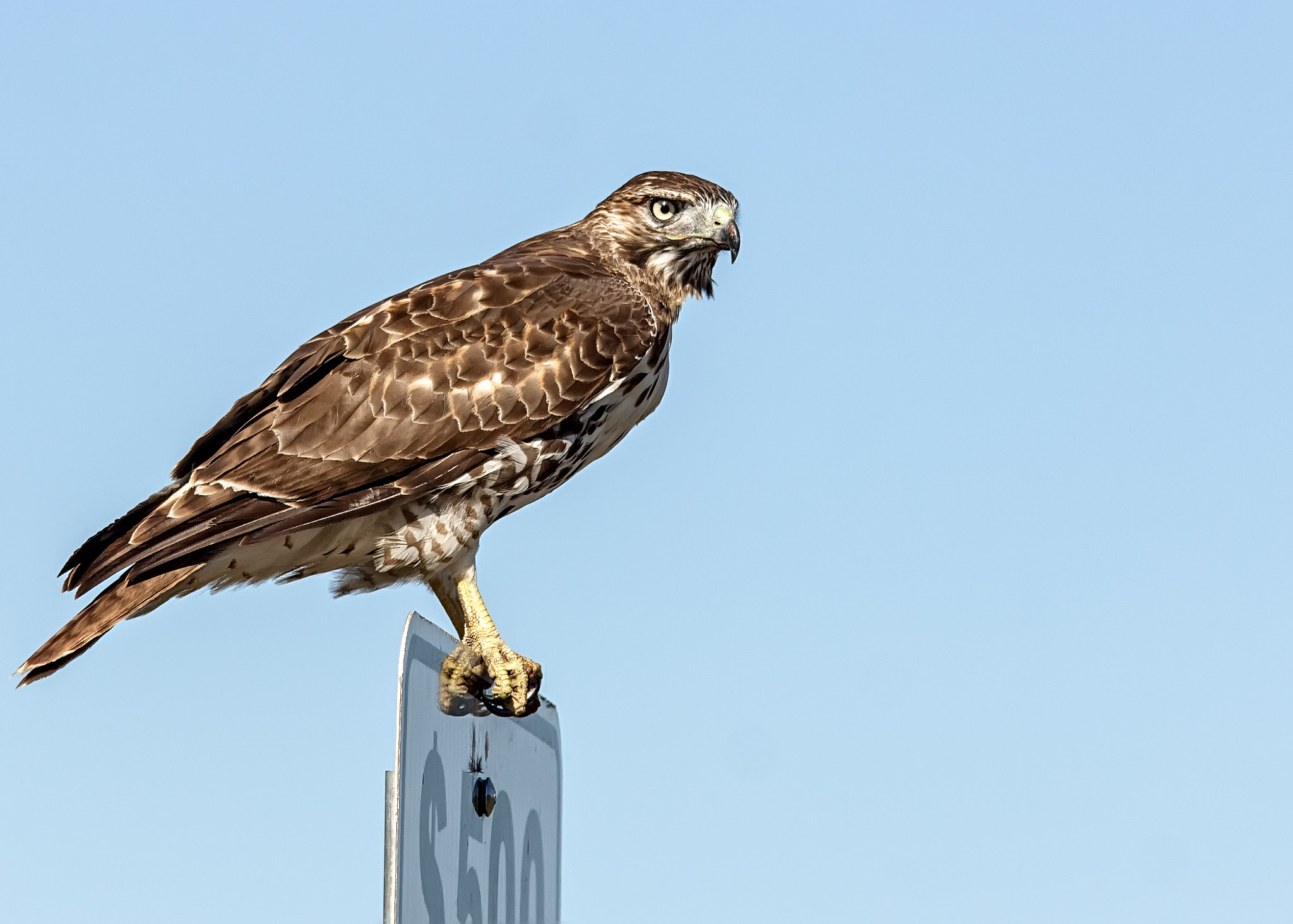Canon EOS 60D + Sigma 150-500mm F5-6.3 DG OS HSM sample photo. Red tailed hawk photography