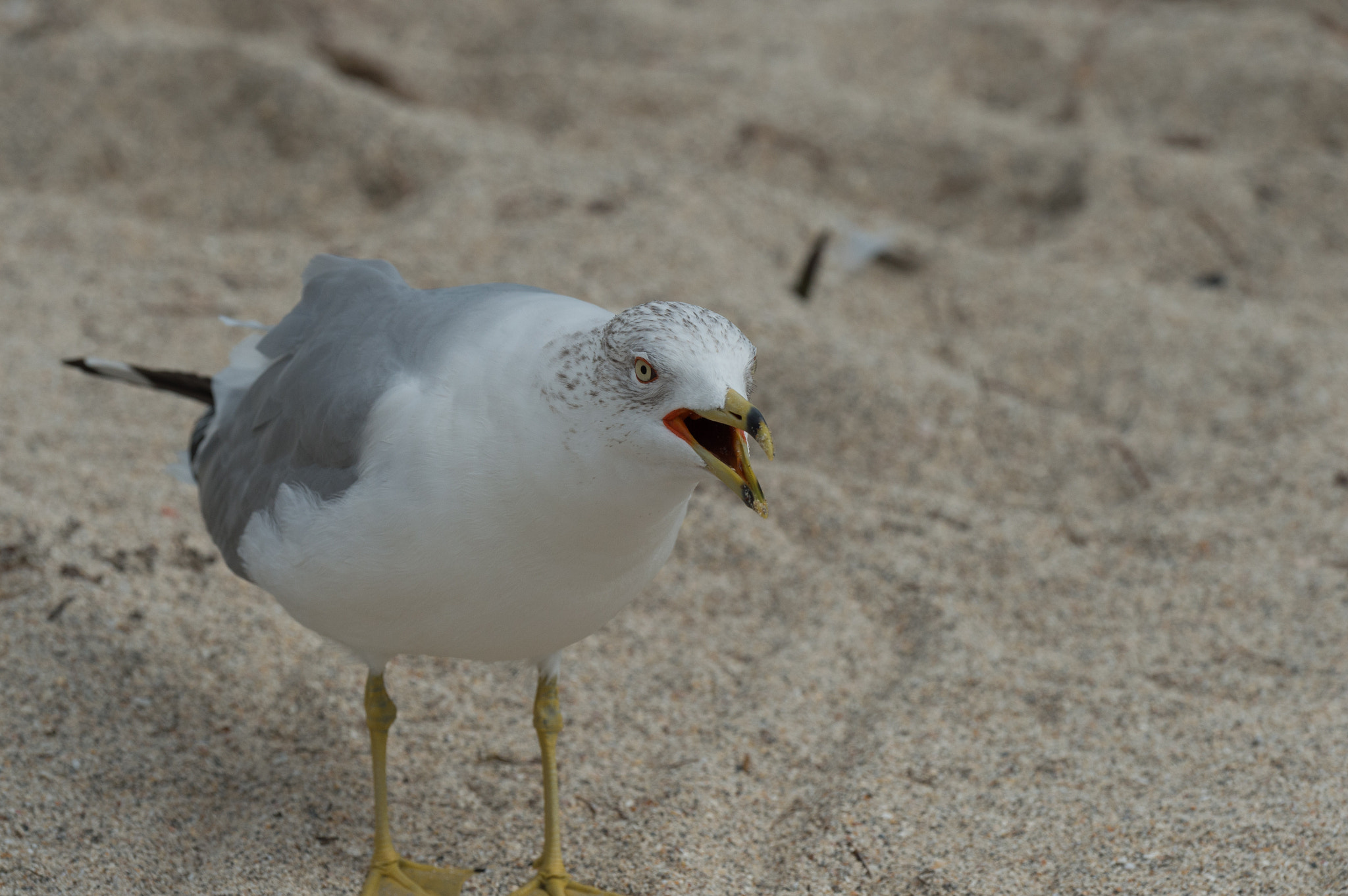 Nikon D4S sample photo. Ringbilled gull squawking photography