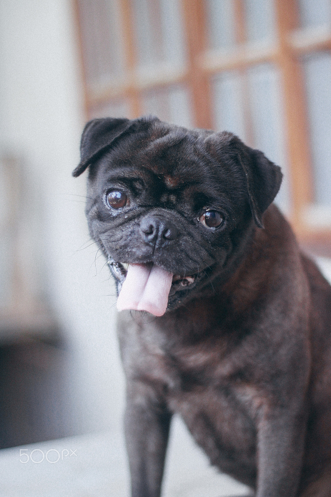 Canon EOS 500D (EOS Rebel T1i / EOS Kiss X3) sample photo. Black pug photography