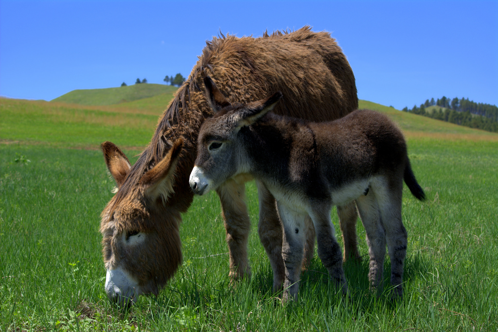 Nikon D7100 sample photo. Burro mother and child photography