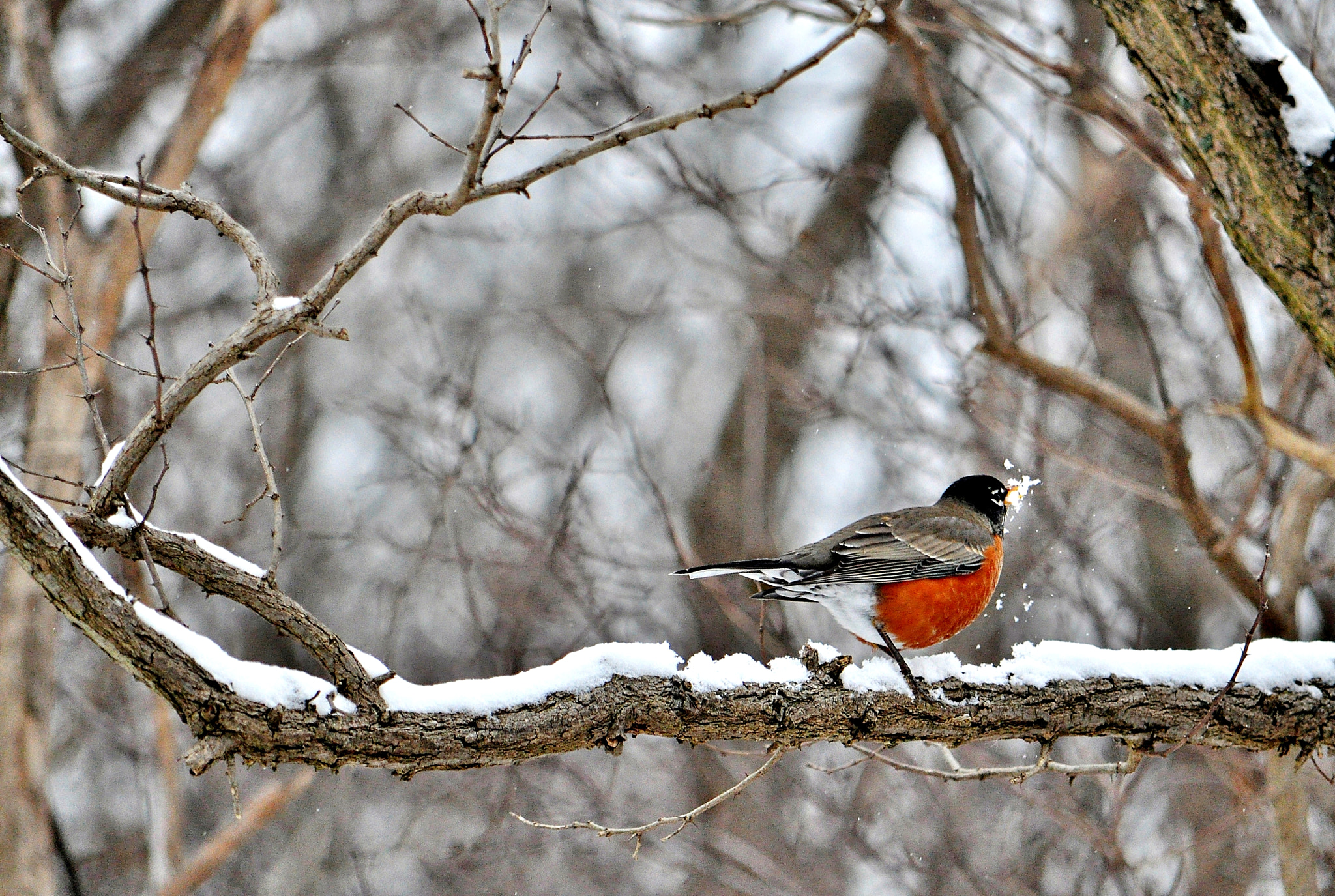 Nikon D5000 + Nikon AF-S DX Nikkor 55-300mm F4.5-5.6G ED VR sample photo. Winter fun photography