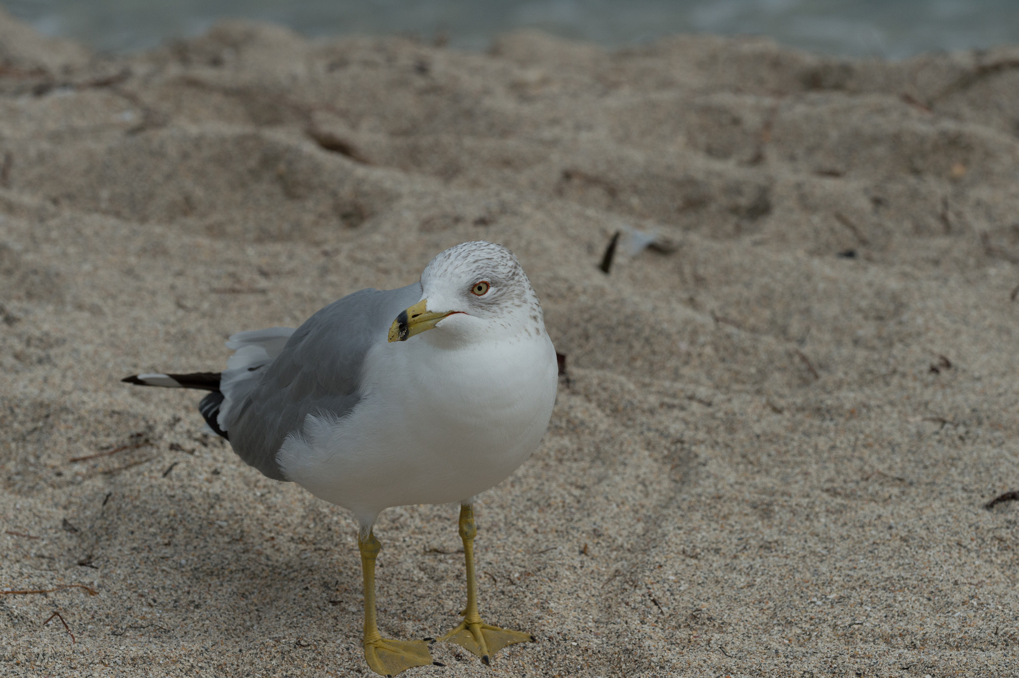 Nikon D4S sample photo. Ring-billed gull being coy photography