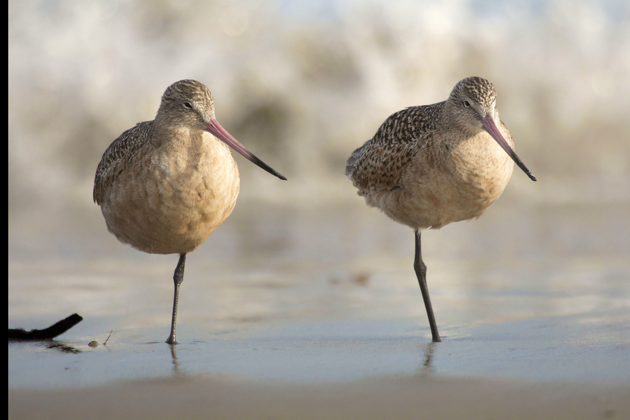 Canon EOS 700D (EOS Rebel T5i / EOS Kiss X7i) sample photo. Marbled godwits who stand together photography