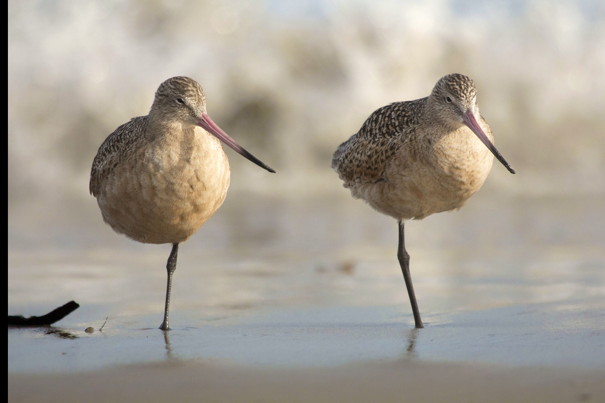Canon EF 100-400mm F4.5-5.6L IS USM sample photo. Marbled godwits who stand together photography