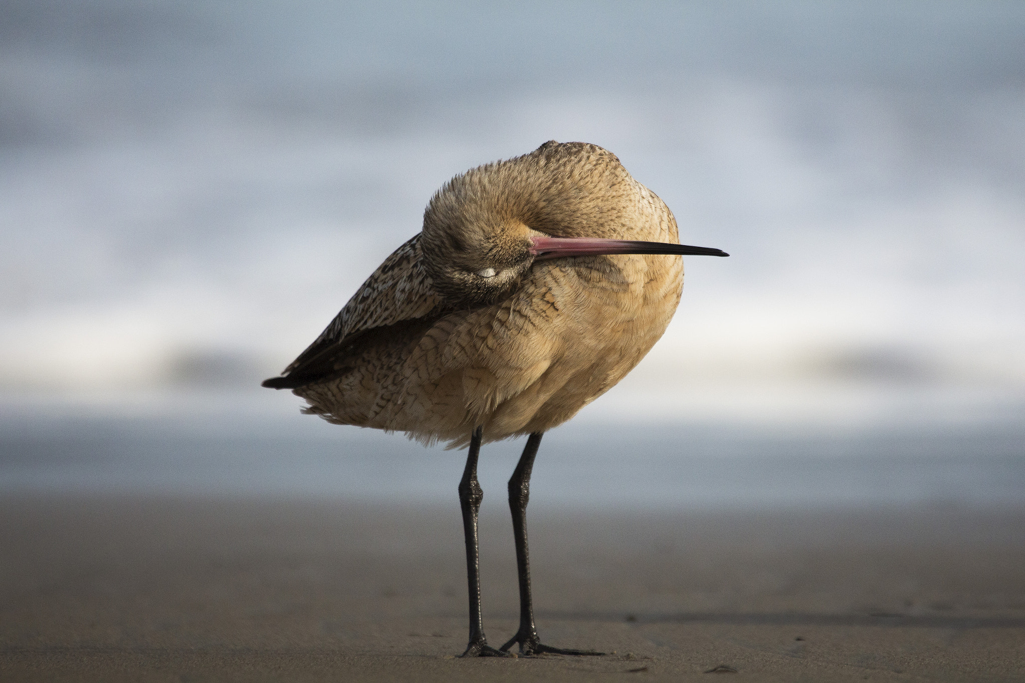 Canon EF 100-400mm F4.5-5.6L IS USM sample photo. Marbled godwit photography