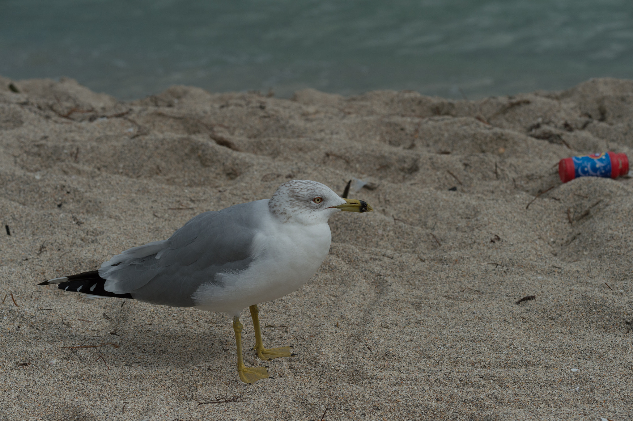 Nikon D4S sample photo. Ringbilled gull photography