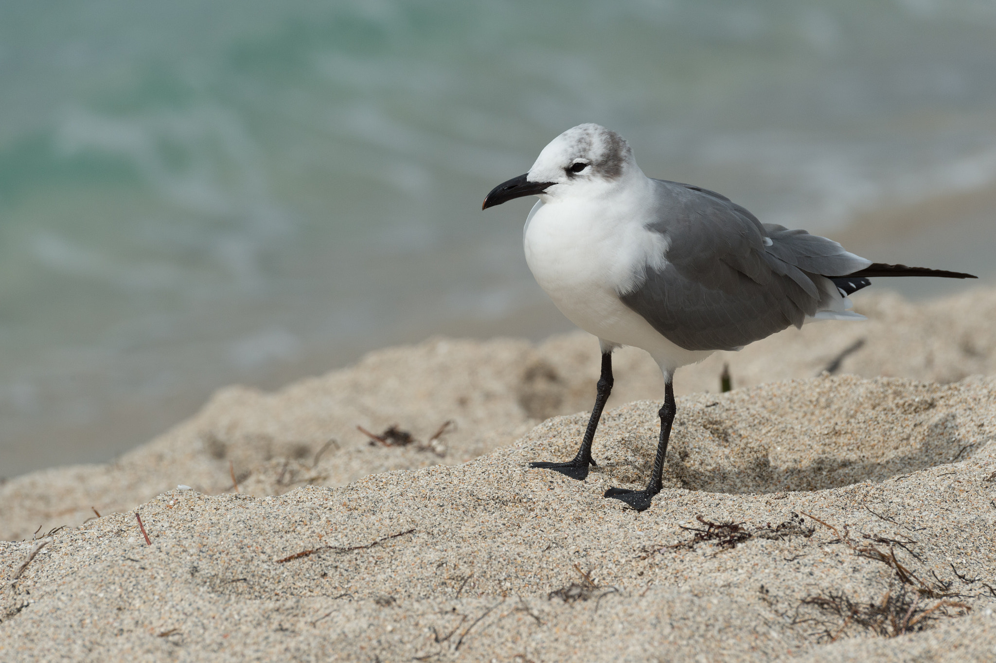Nikon D4S sample photo. Lughing gull not laughing photography