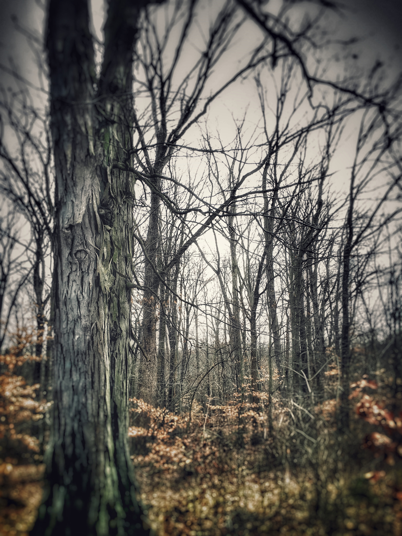 Apple iPhone8,1 sample photo. Brecksville, ohio photography