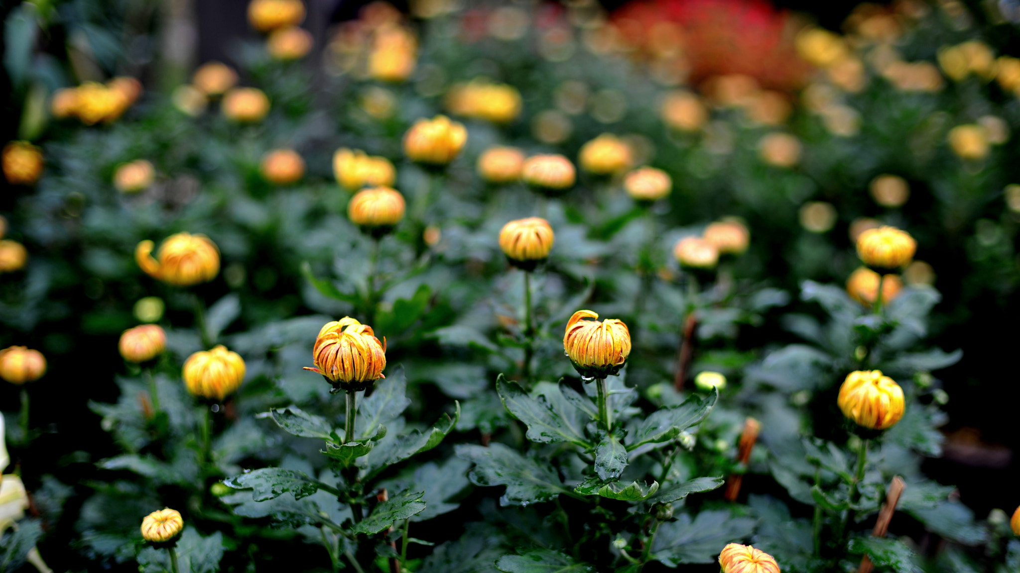 Nikon D3 sample photo. Daisy flower for tet holyday photography