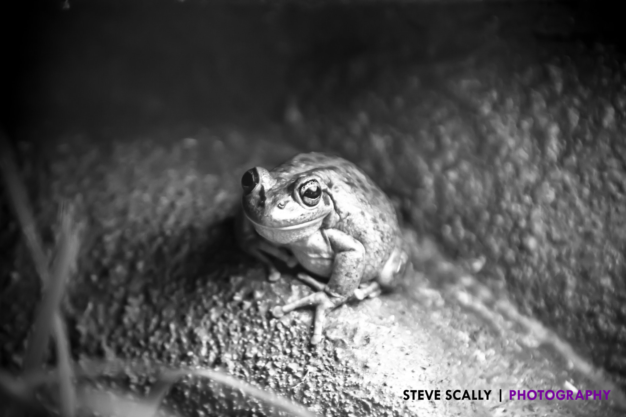 Canon EOS 40D + Canon EF 70-200mm F2.8L IS USM sample photo. Frog photography