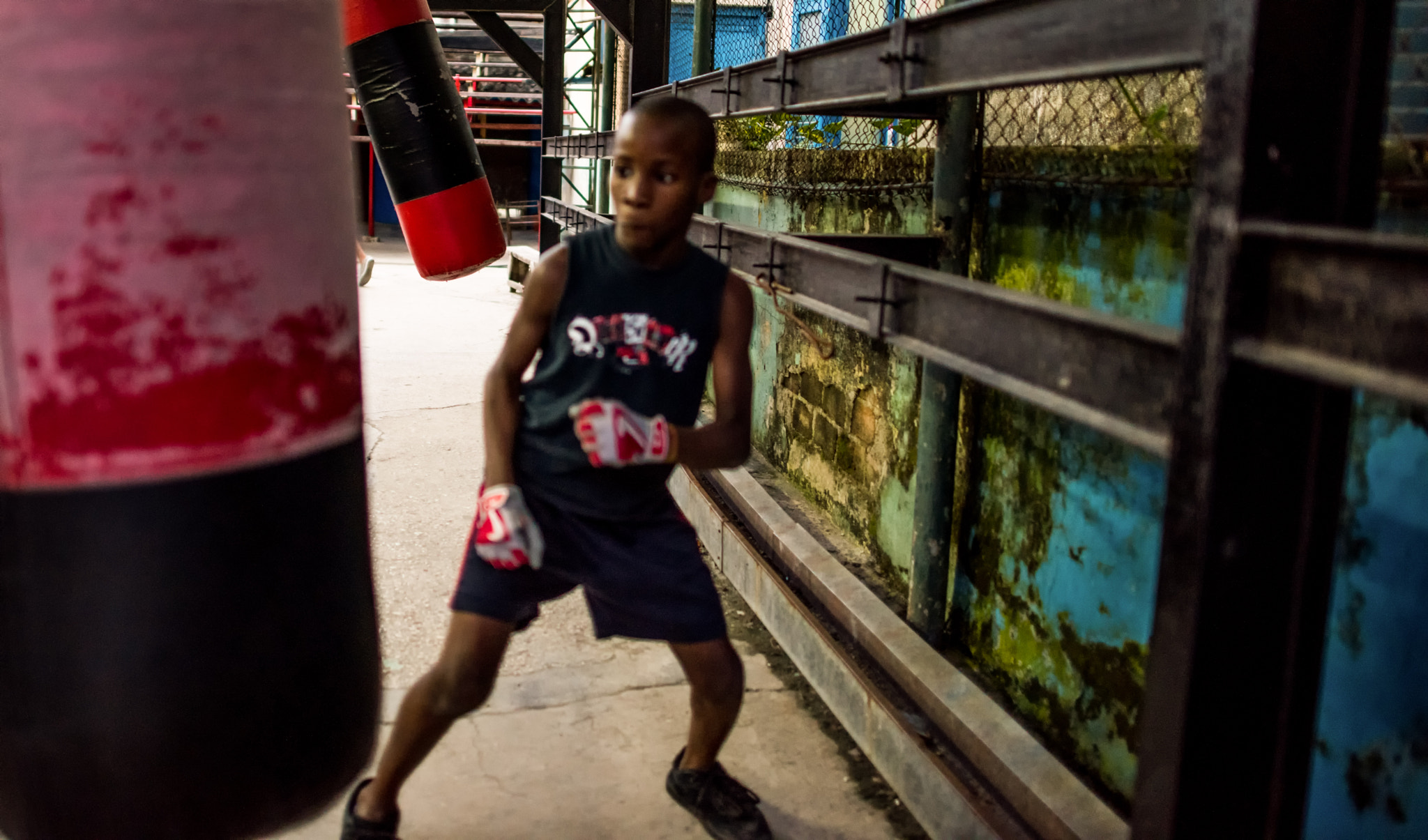 Nikon D810 sample photo. Havana boxer photography