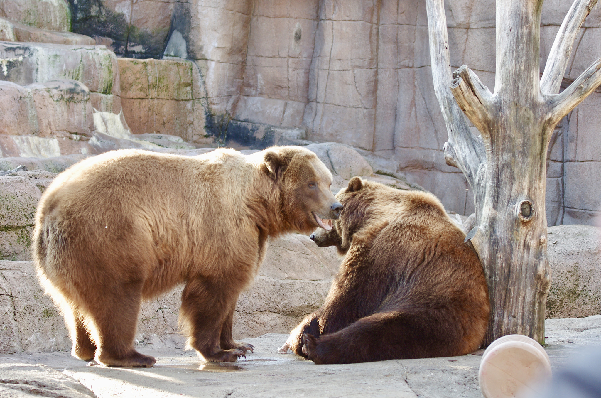 Pentax K-5 + Pentax smc DA* 60-250mm F4.0 ED (IF) SDM sample photo. Indianapolis zoo photography