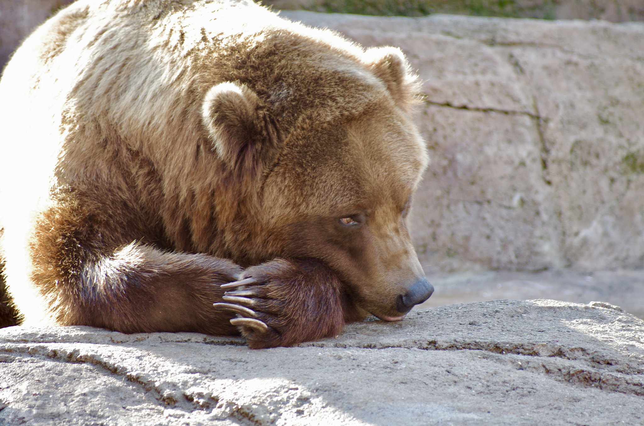 Pentax smc DA* 60-250mm F4.0 ED (IF) SDM sample photo. Indy zoo photography