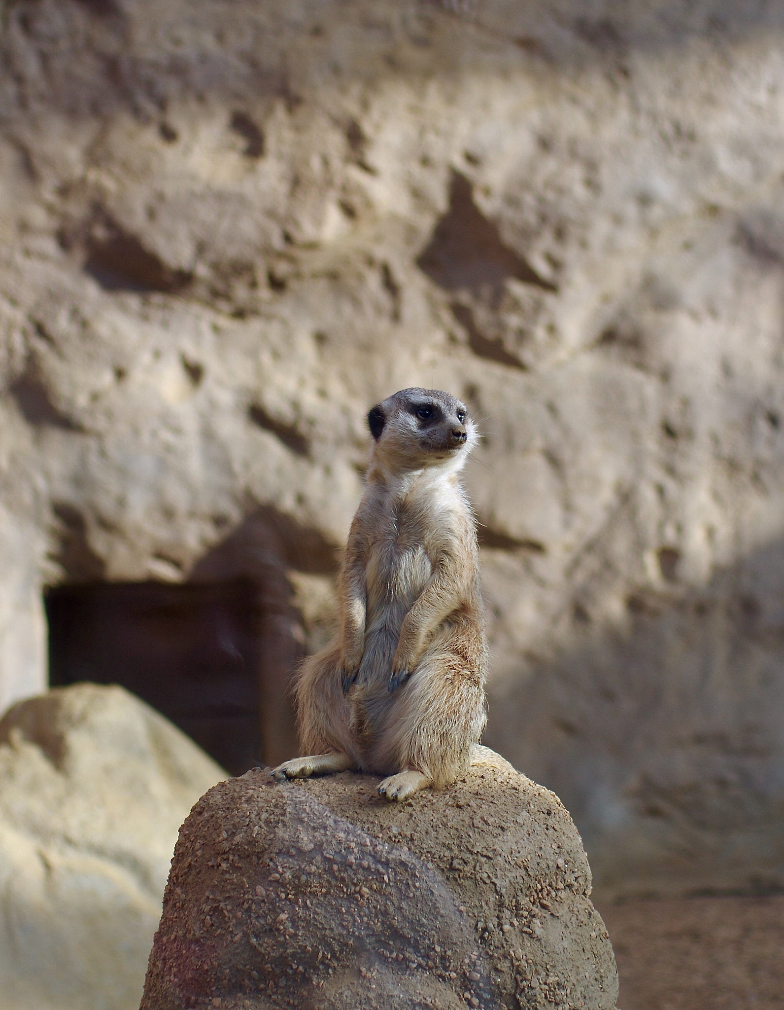 Pentax K-5 + Pentax smc FA 43mm F1.9 Limited sample photo. Meerkat at indy zoo photography
