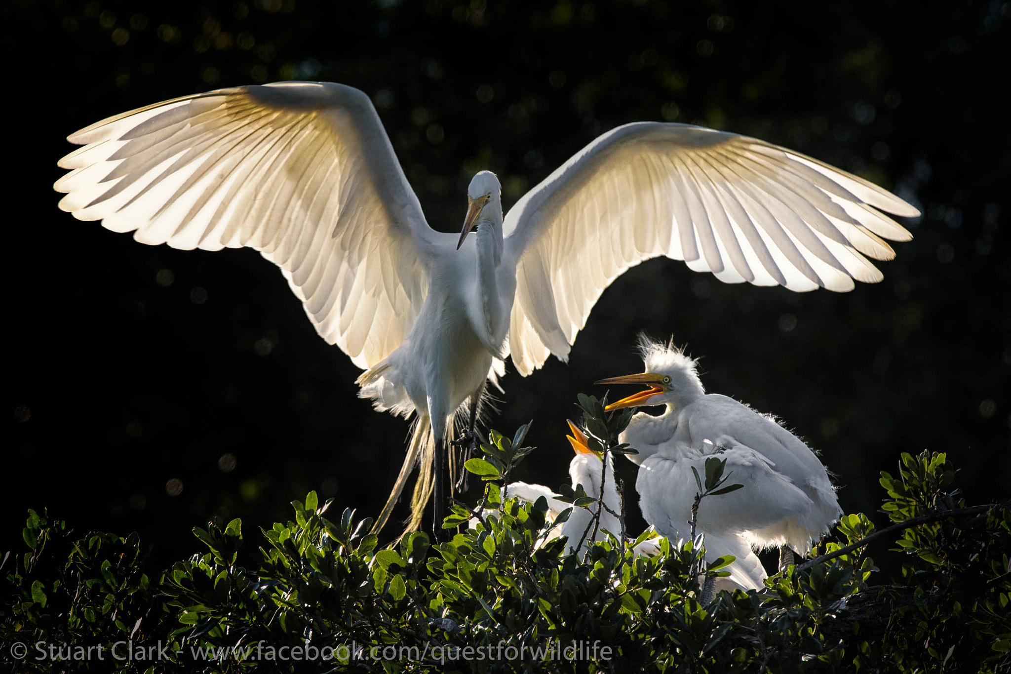 Canon EF 600mm f/4L IS sample photo. Guardian photography