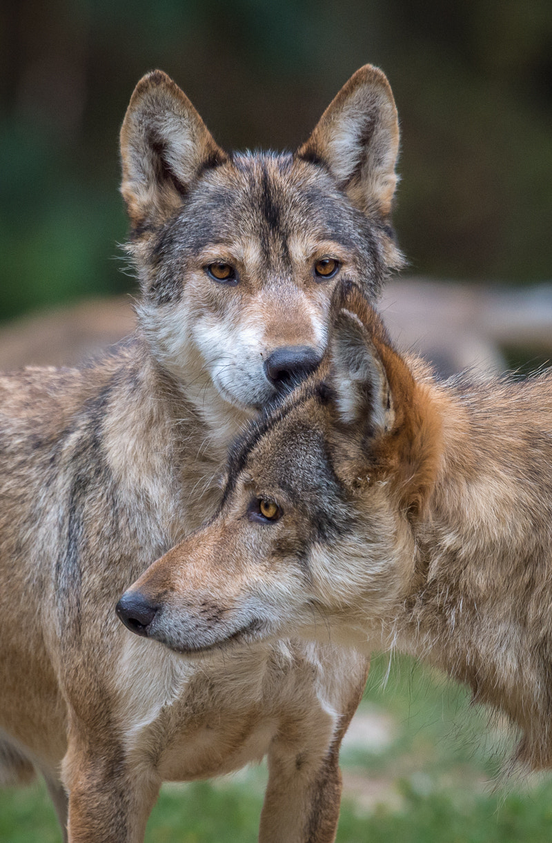 Nikon AF-S Nikkor 400mm F2.8G ED VR II sample photo. Wolf photography