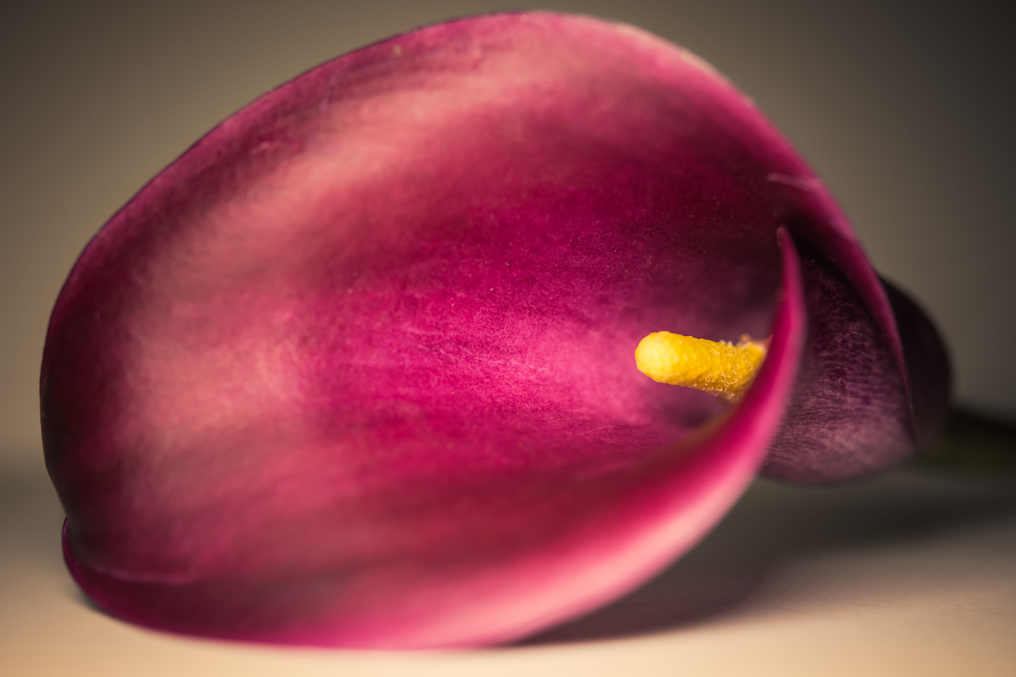 Nikon AF-S Micro-Nikkor 60mm F2.8G ED sample photo. Calla lily photography