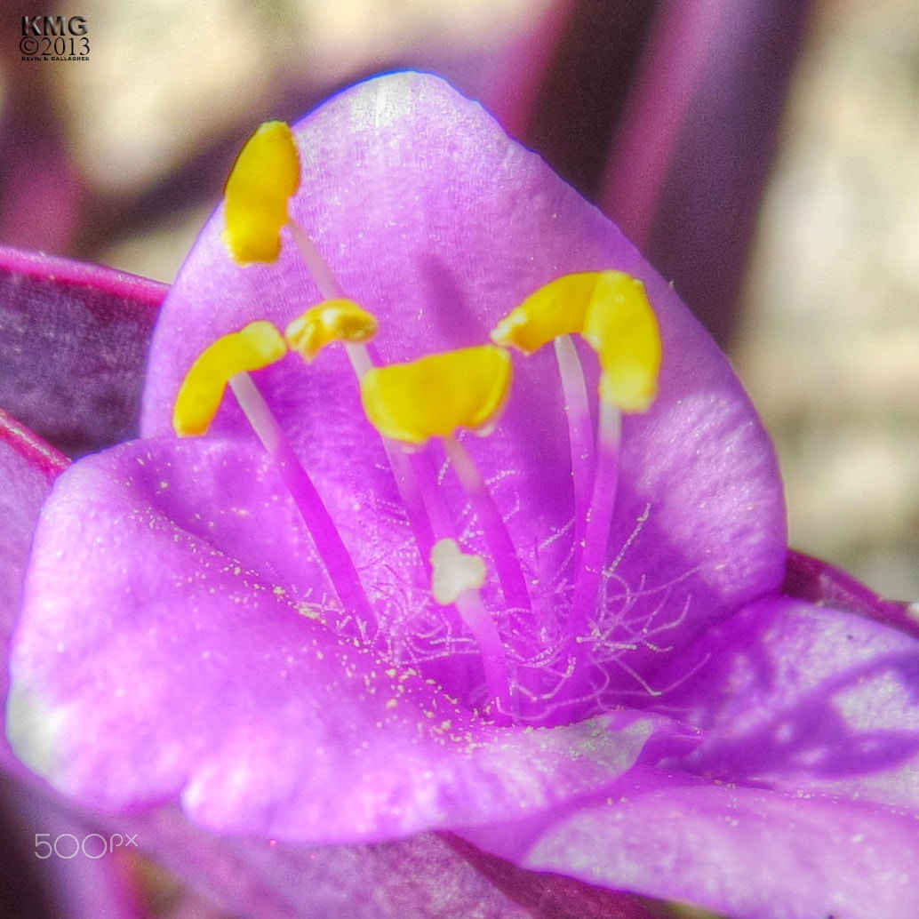 Canon PowerShot ELPH 330 HS (IXUS 255 HS / IXY 610F) sample photo. Purple hairs & yellow pollen photography