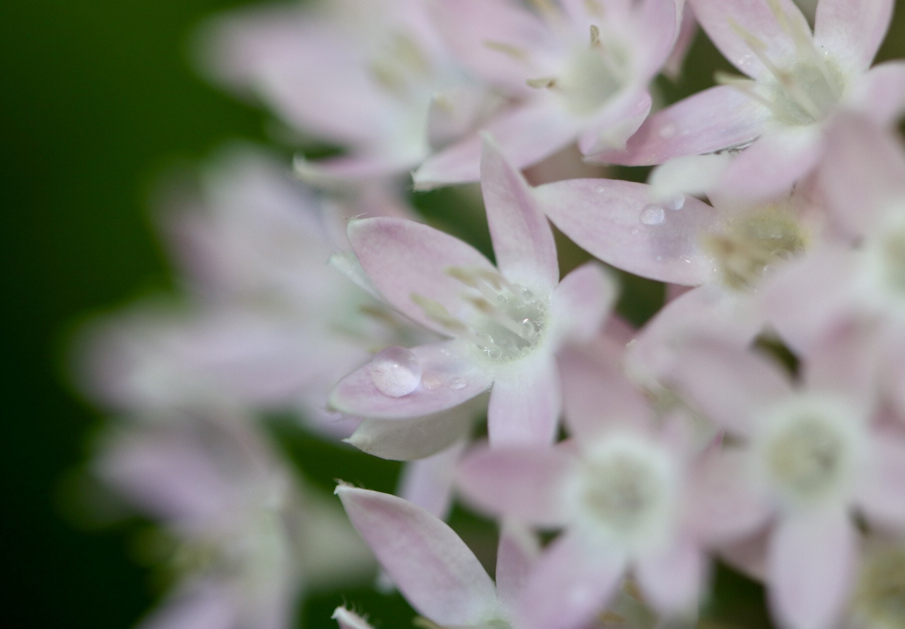 Canon EF 100mm F2.8L Macro IS USM sample photo