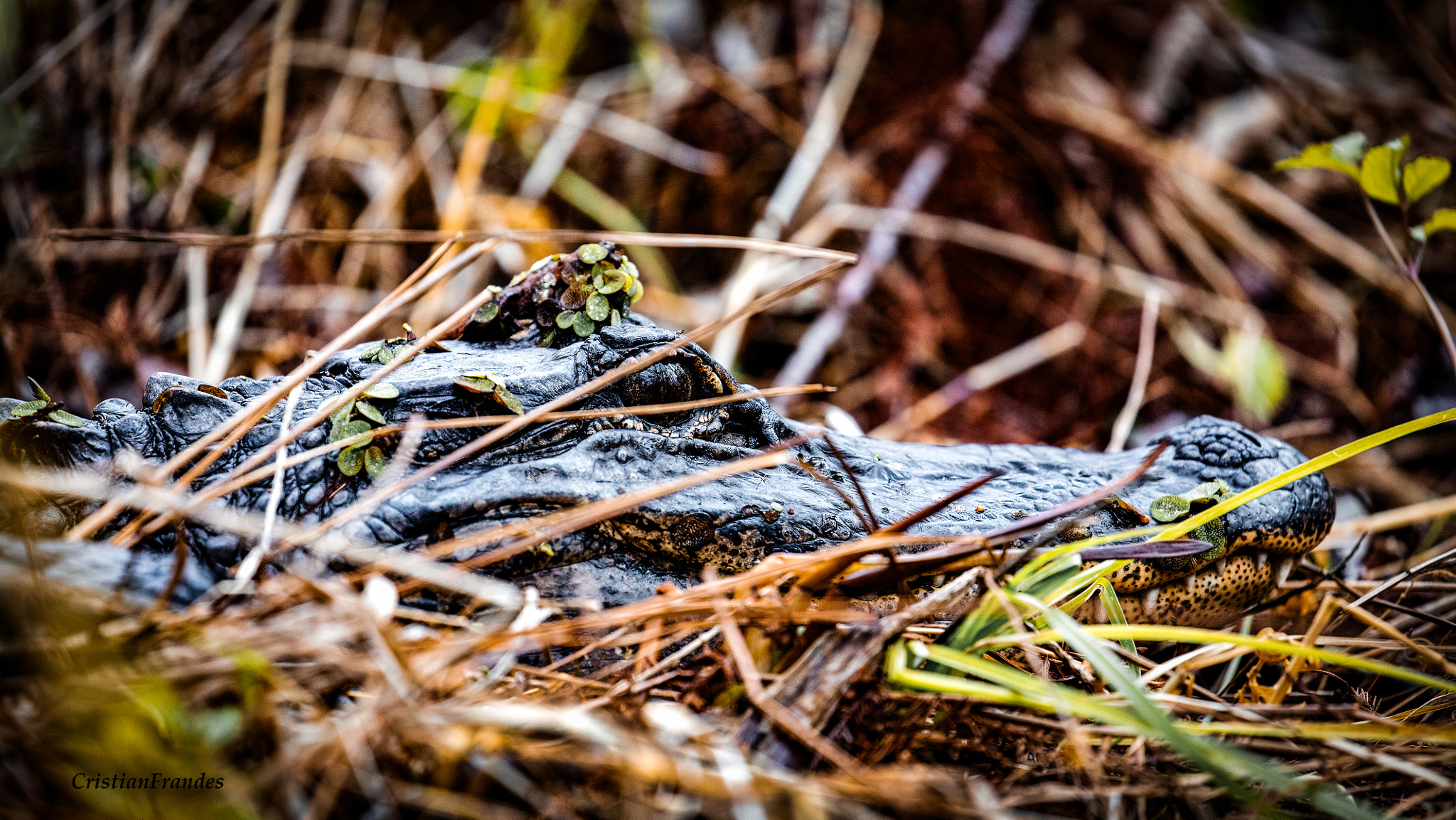 Canon EOS 5DS R sample photo. Silent hunter photography