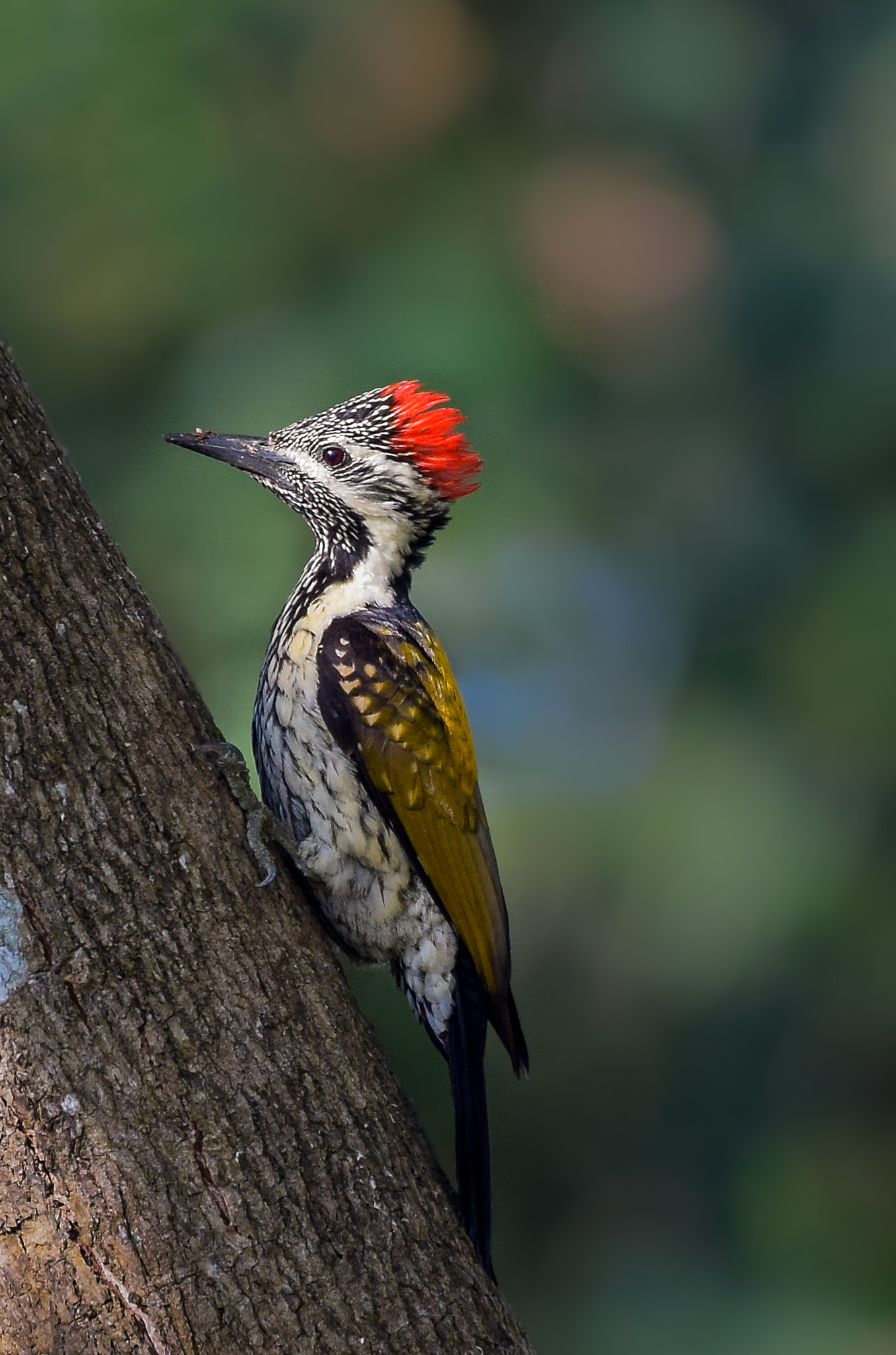 Nikon AF-S Nikkor 200-500mm F5.6E ED VR sample photo. My hot & handsome buddy photography