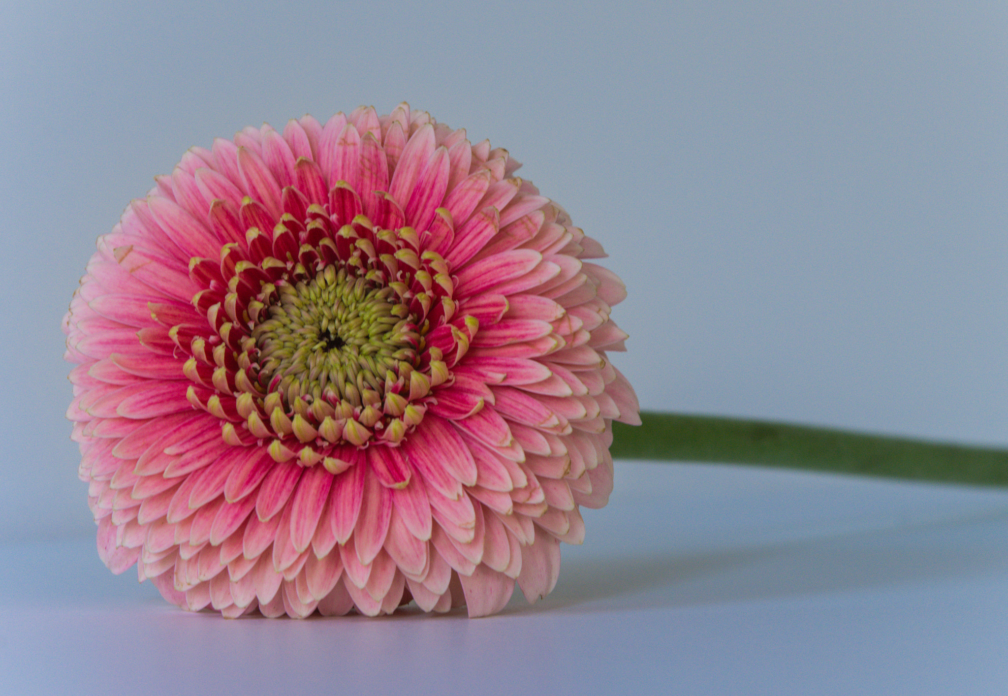 Nikon AF-S Micro-Nikkor 60mm F2.8G ED sample photo. Gerbera daisy (germini daisy) photography