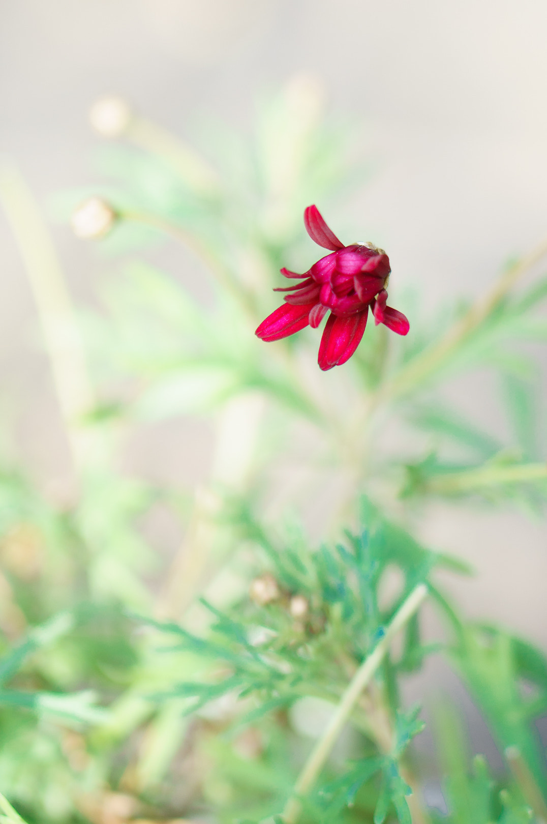 Sony Alpha NEX-6 + E 50mm F1.8 OSS sample photo. Revive from cold of snow photography