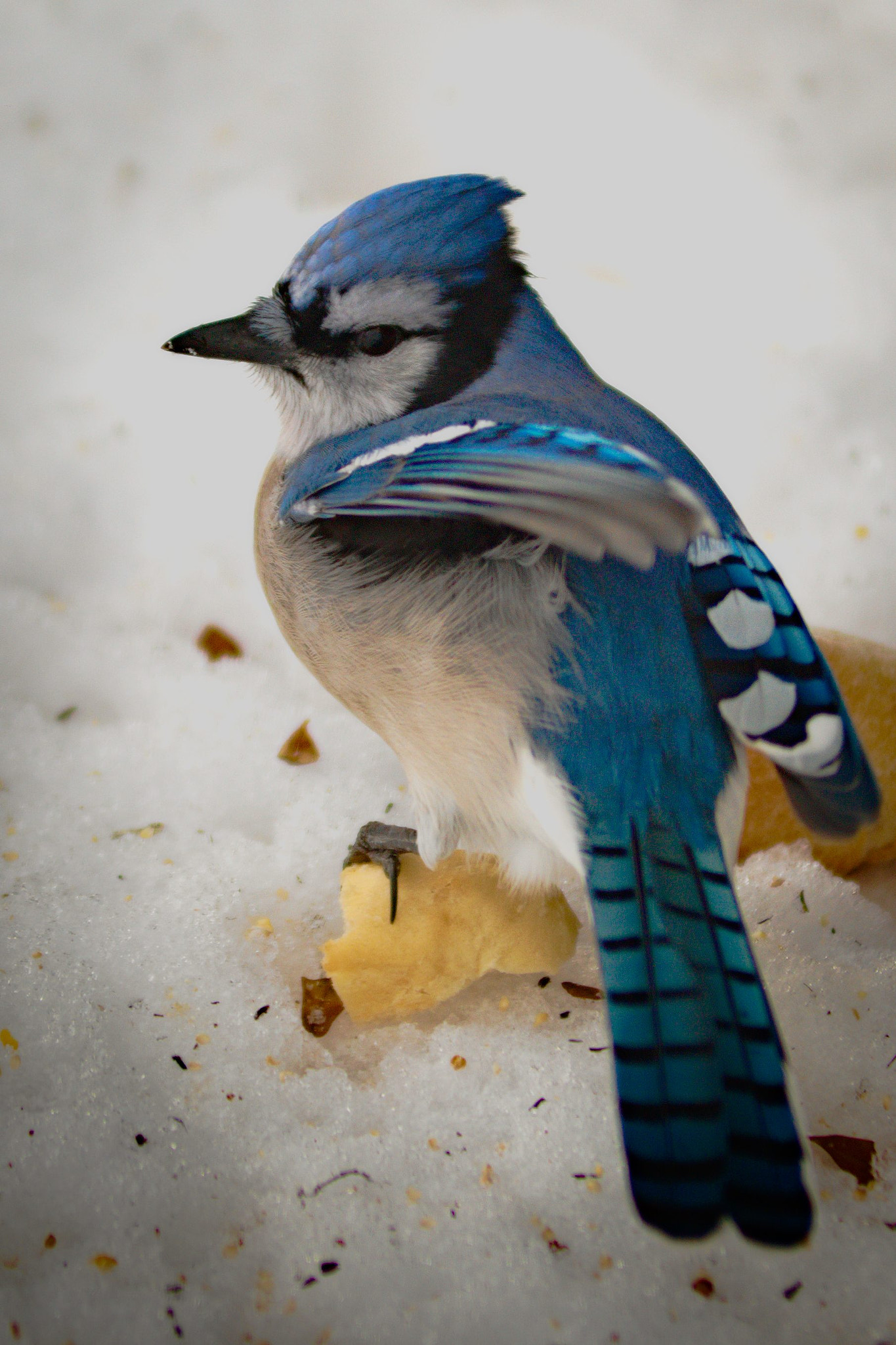 AF Zoom-Nikkor 80-200mm f/2.8 ED sample photo. Blue jay photography